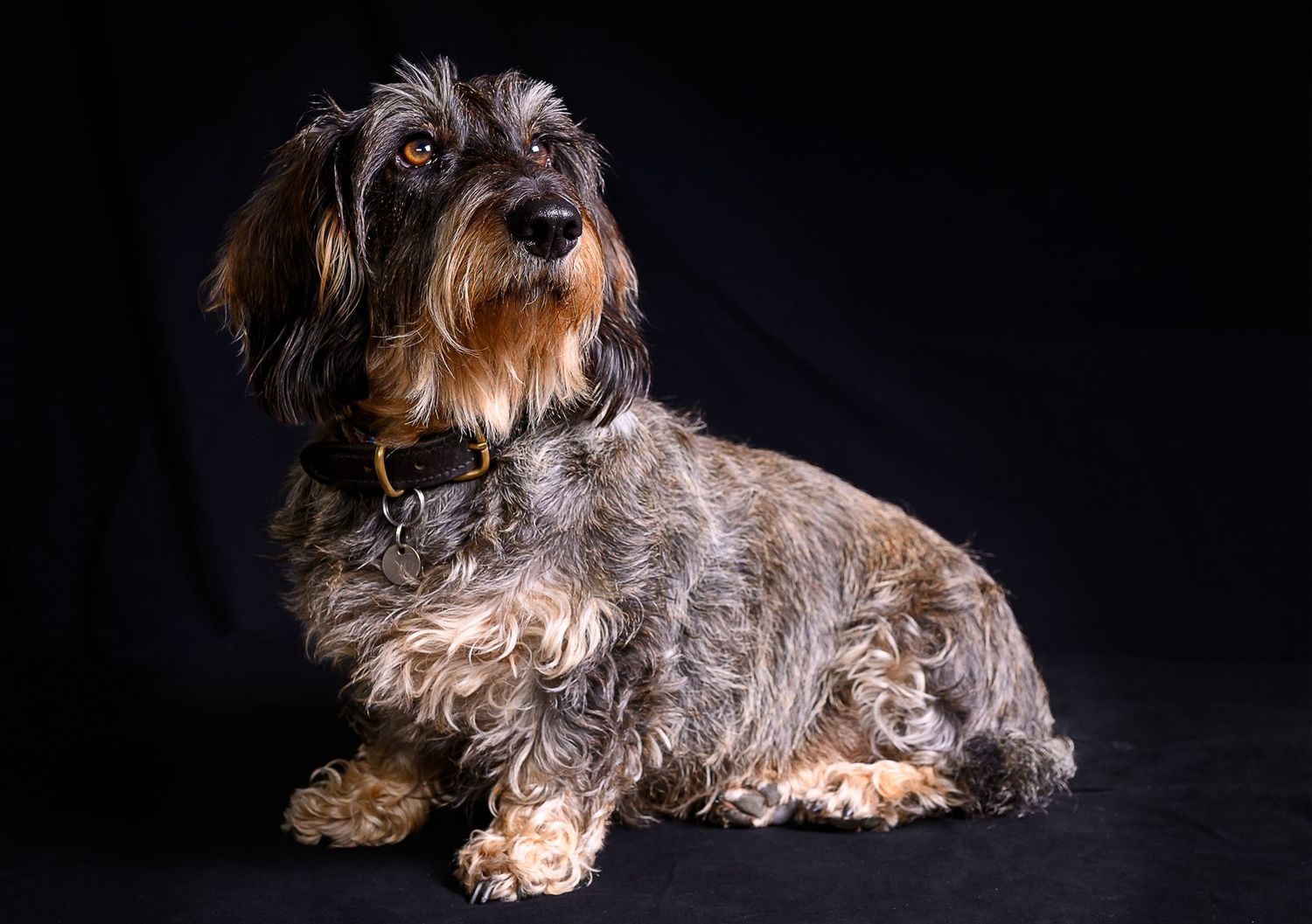 Dog portrait/ photograph of Margaux taken as part of a calendar project for the village of Little Barrington