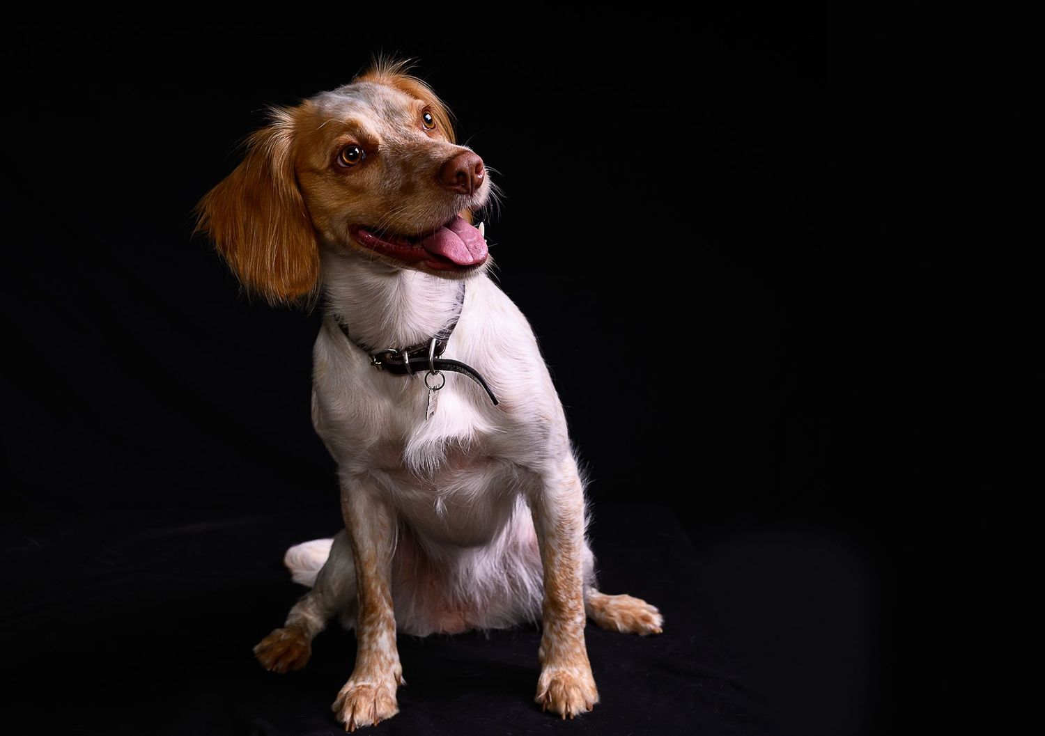Dog portrait/ photograph taken as part of a calendar project for the village of Little Barrington