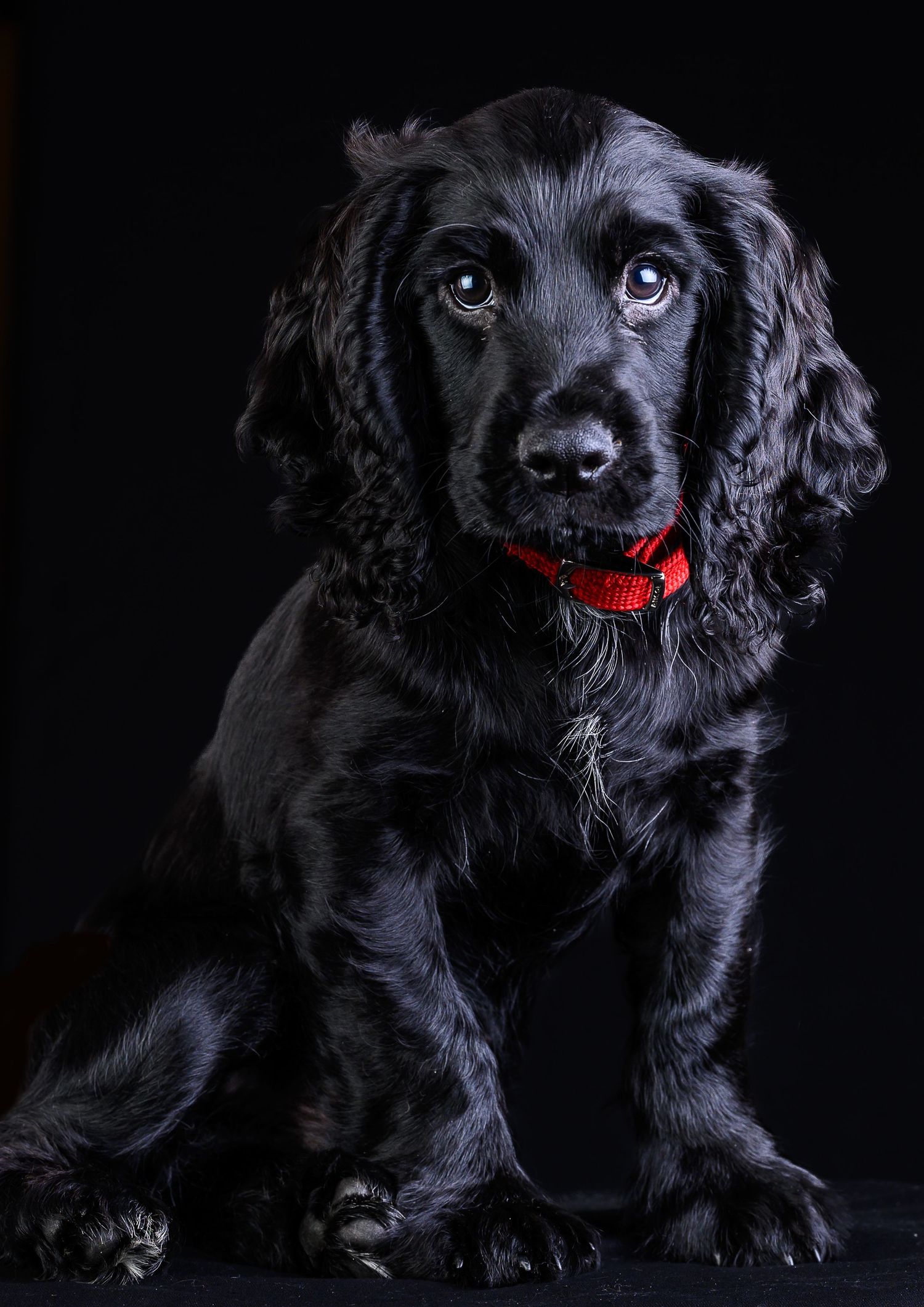 dog portrait of George, a working cocker spaniel at 6 months old