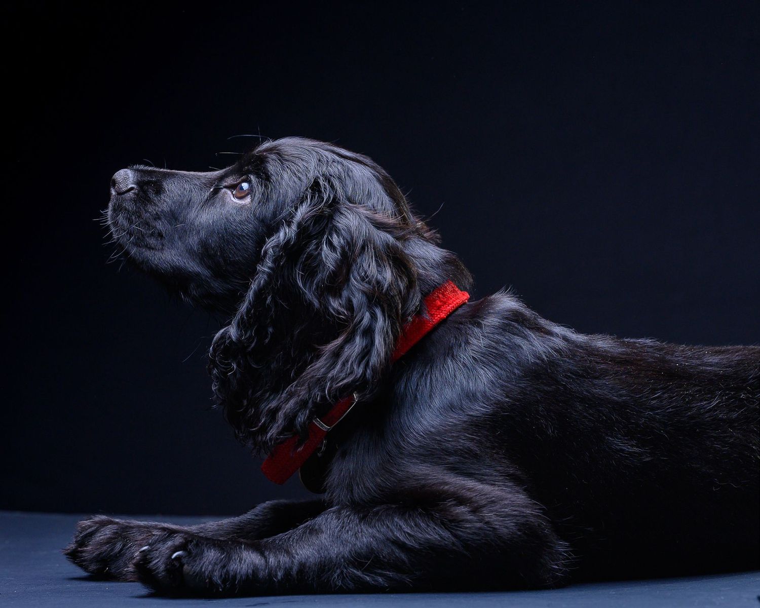 Dog portrait/ photograph of George, a working cocker spaniel taken as he was 4 months old