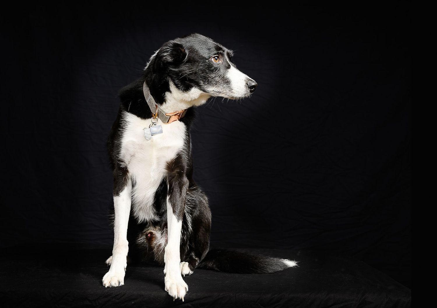 Dog portrait/ photograph taken as part of a calendar project for the village of Little Barrington