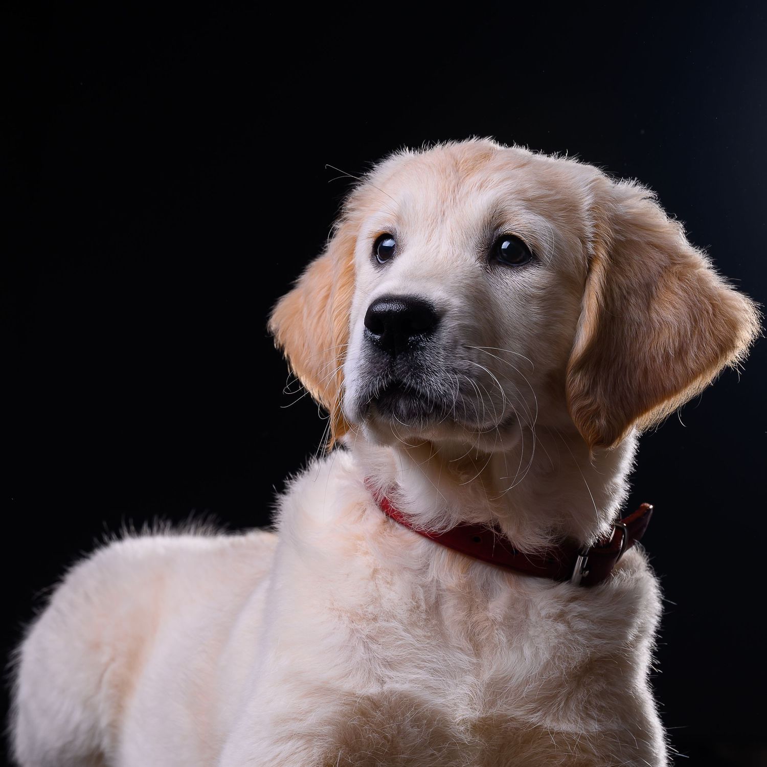 Dog portrait/ photograph of Margot a new puppy