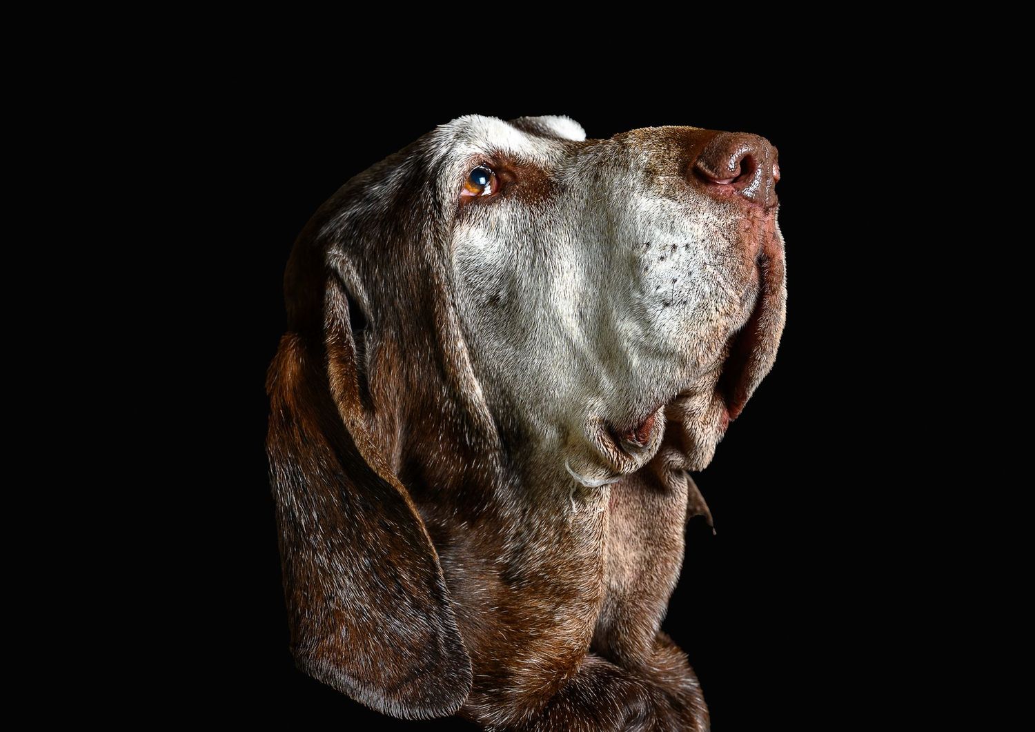 Dog headshot taken at Windrush valley flower show