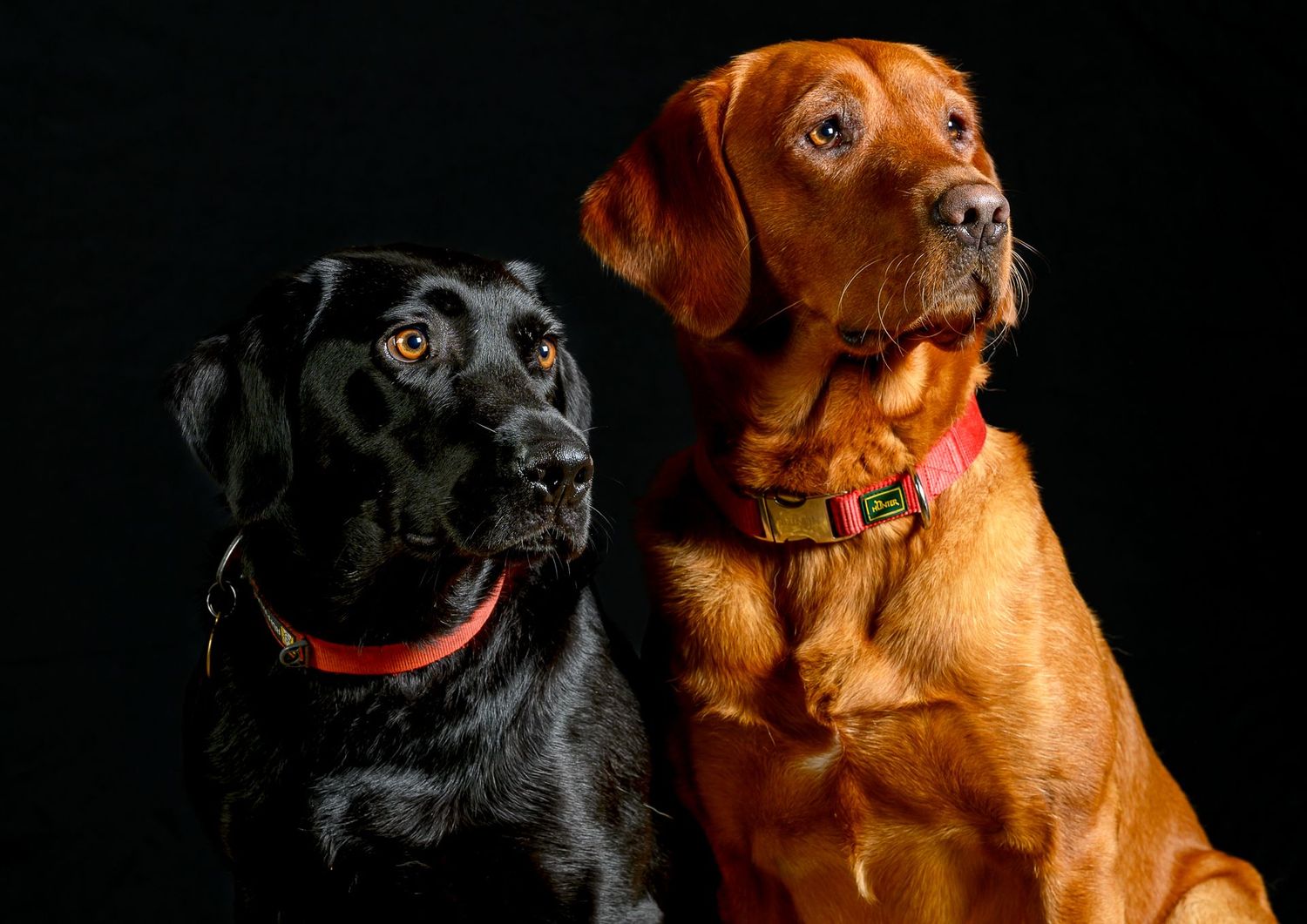 Dog portrait/ photograph of two labradors taken at Windrush valley flower show