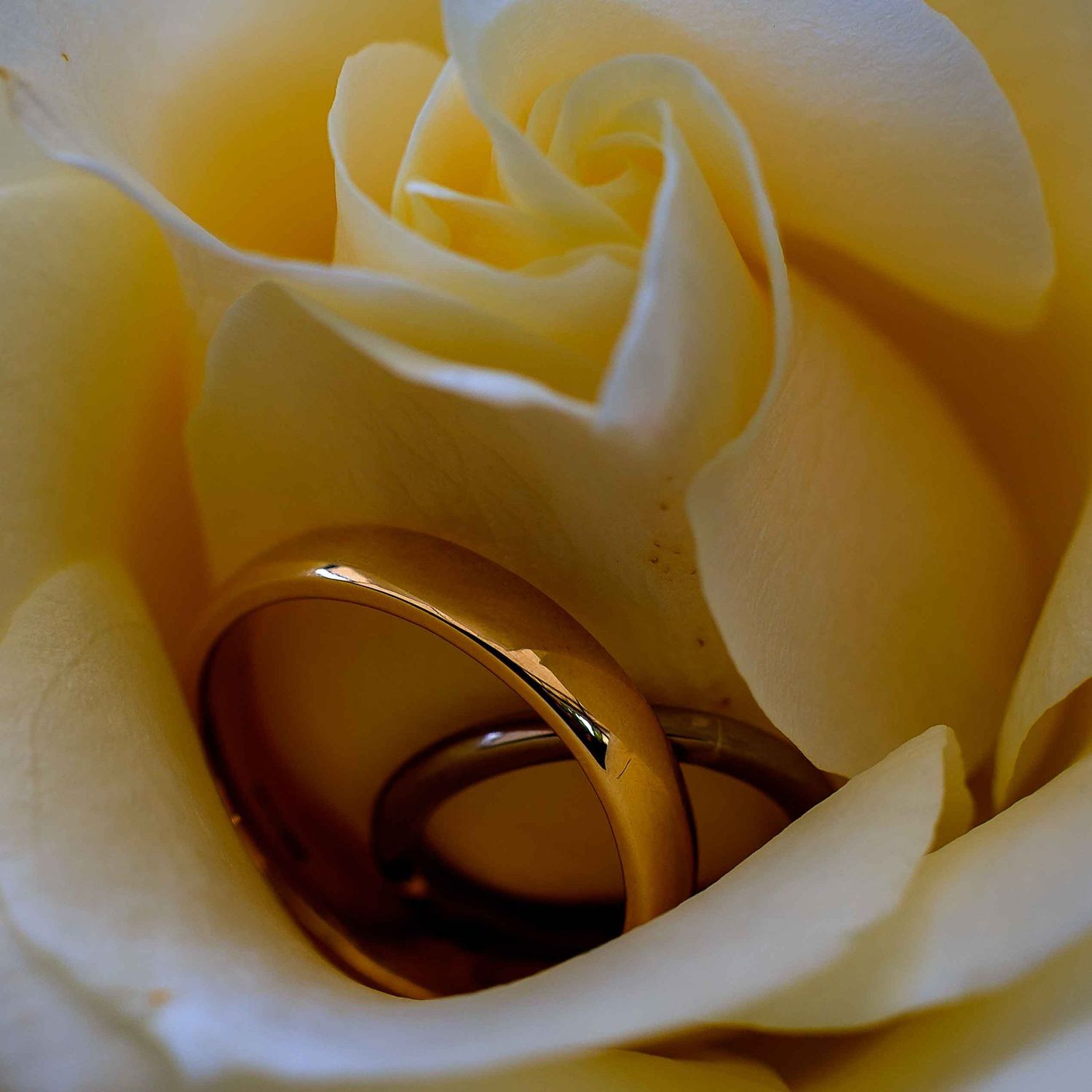 Wedding rings in a rose before the wedding