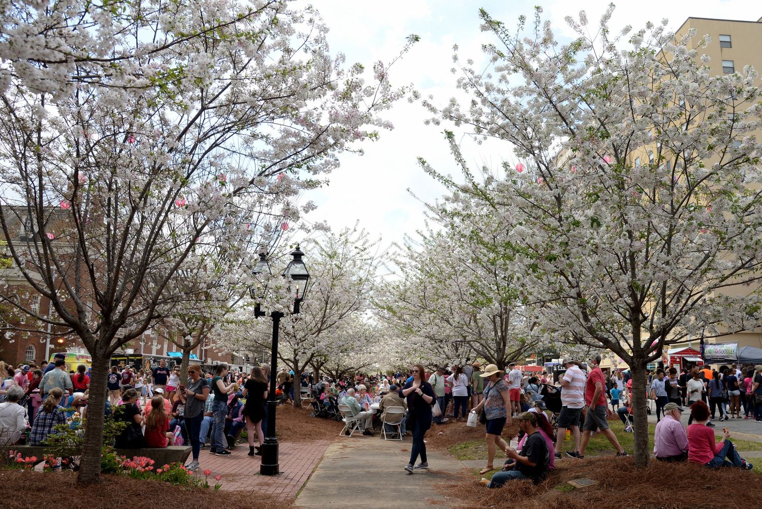 Cherry blossom trees in full bloom with crowds gathering beneath them in an urban park.