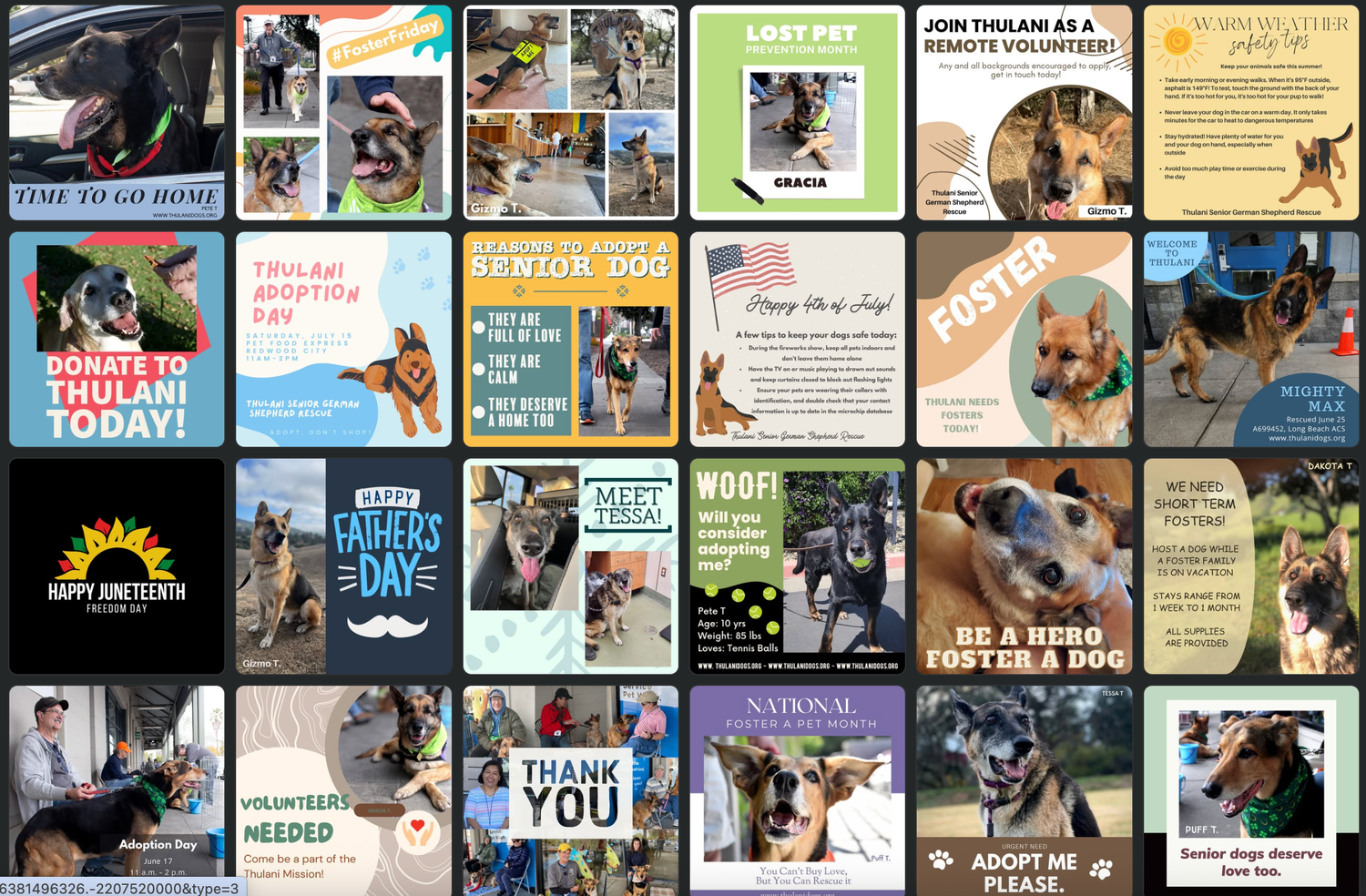 A collage of various pet adoption and animal rescue social media posts featuring dogs and inspirational messages.