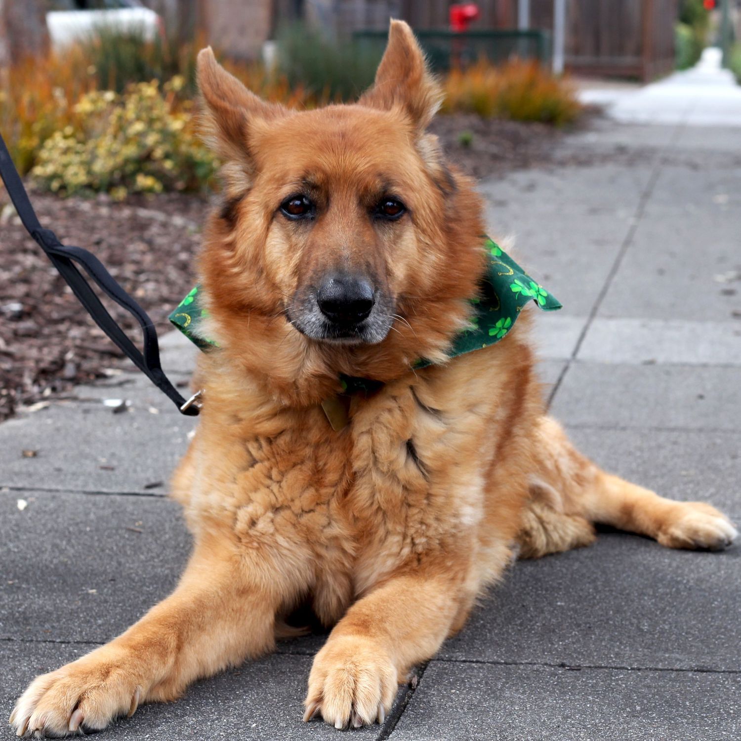 German Shepherd mix dog wearing a green bandana laying down on concrete sidewalk.