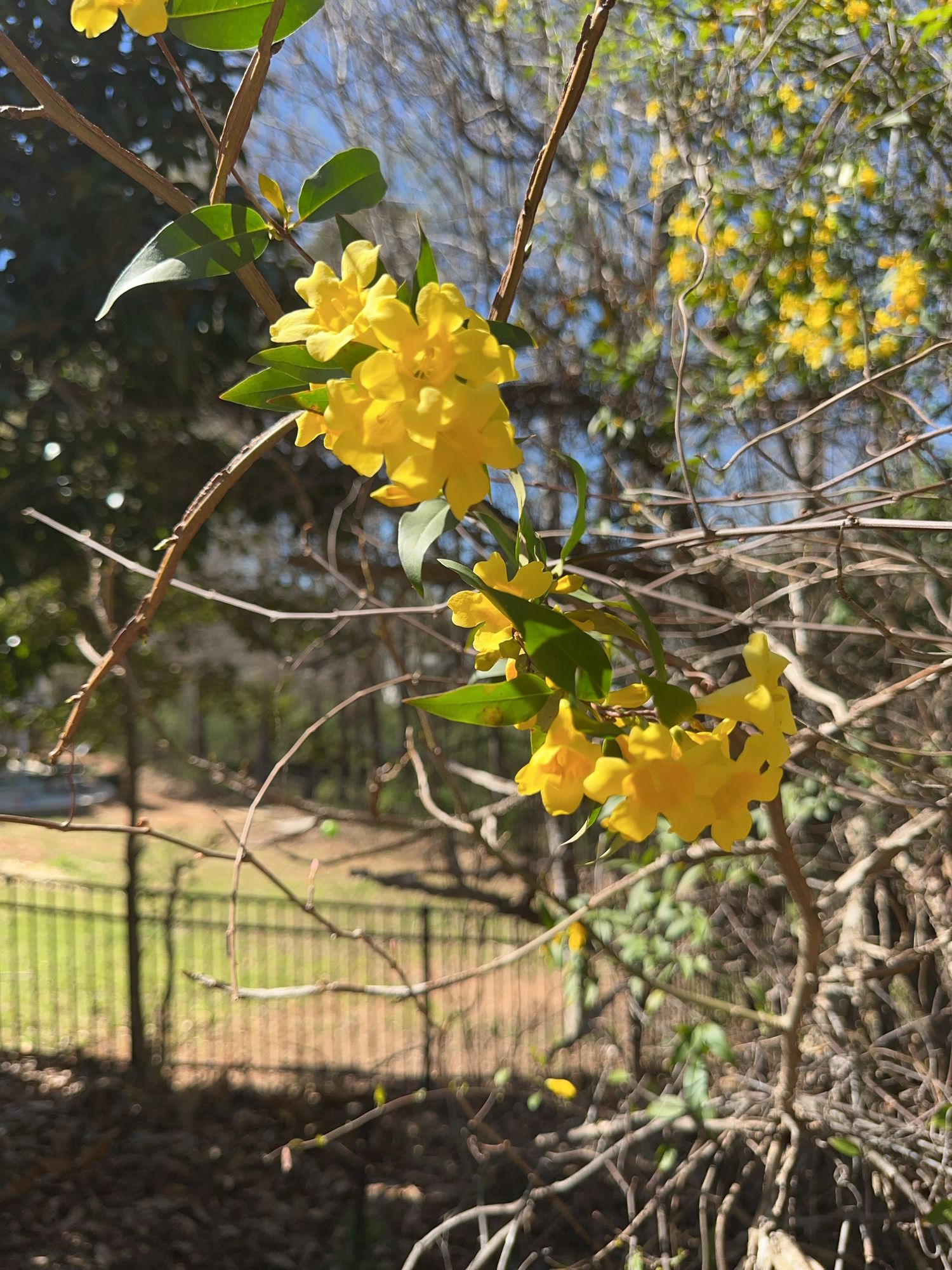 Yellow winter jasmine flowers bloom on bare branches against a blue sky and fence background.