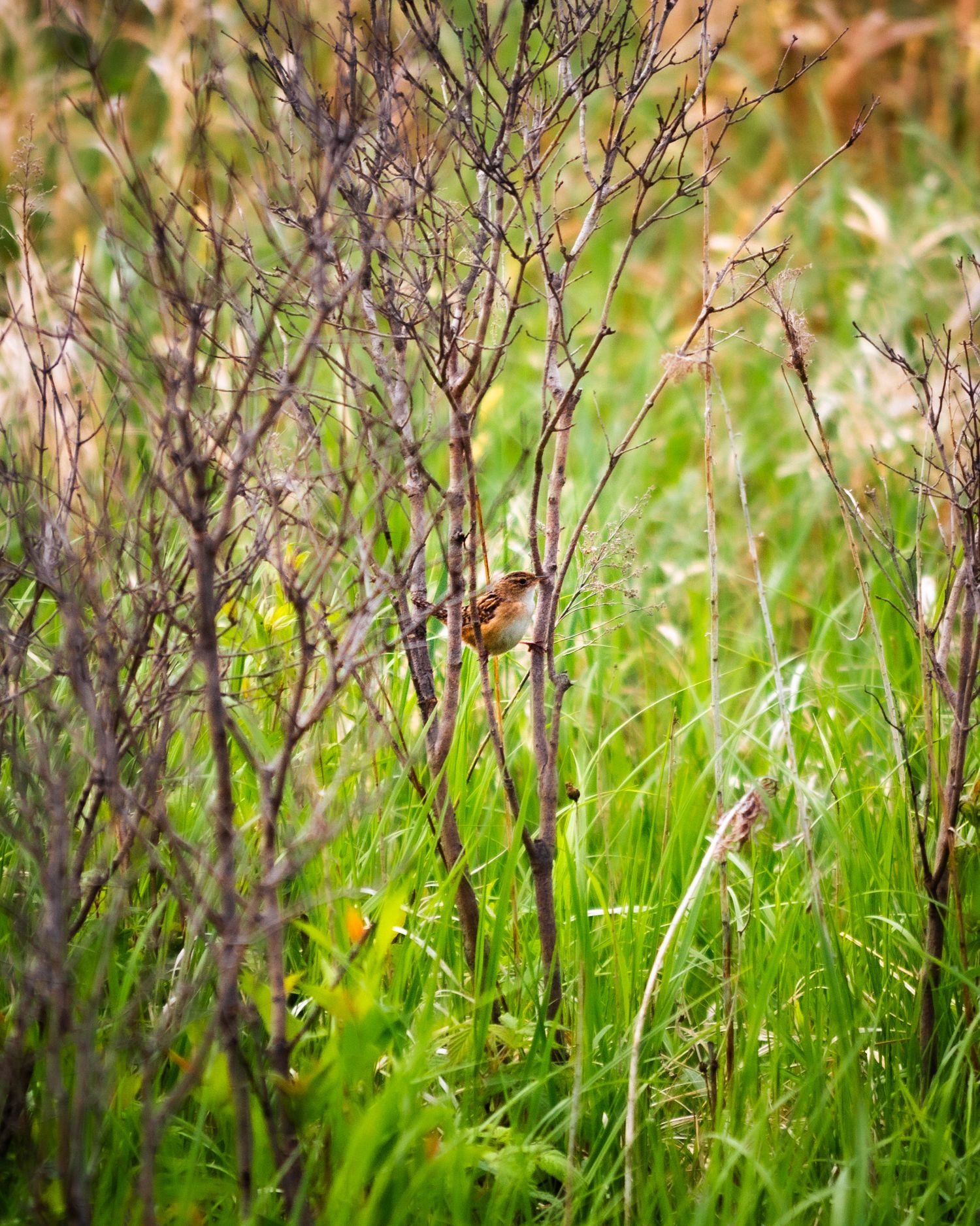 Photo of a bird on branches.