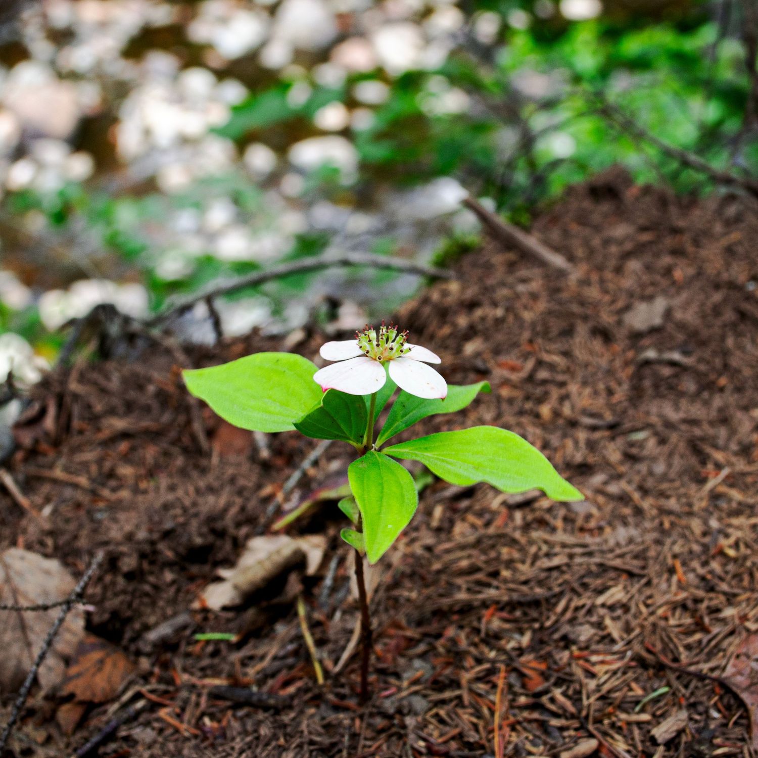 Photo of a flower.