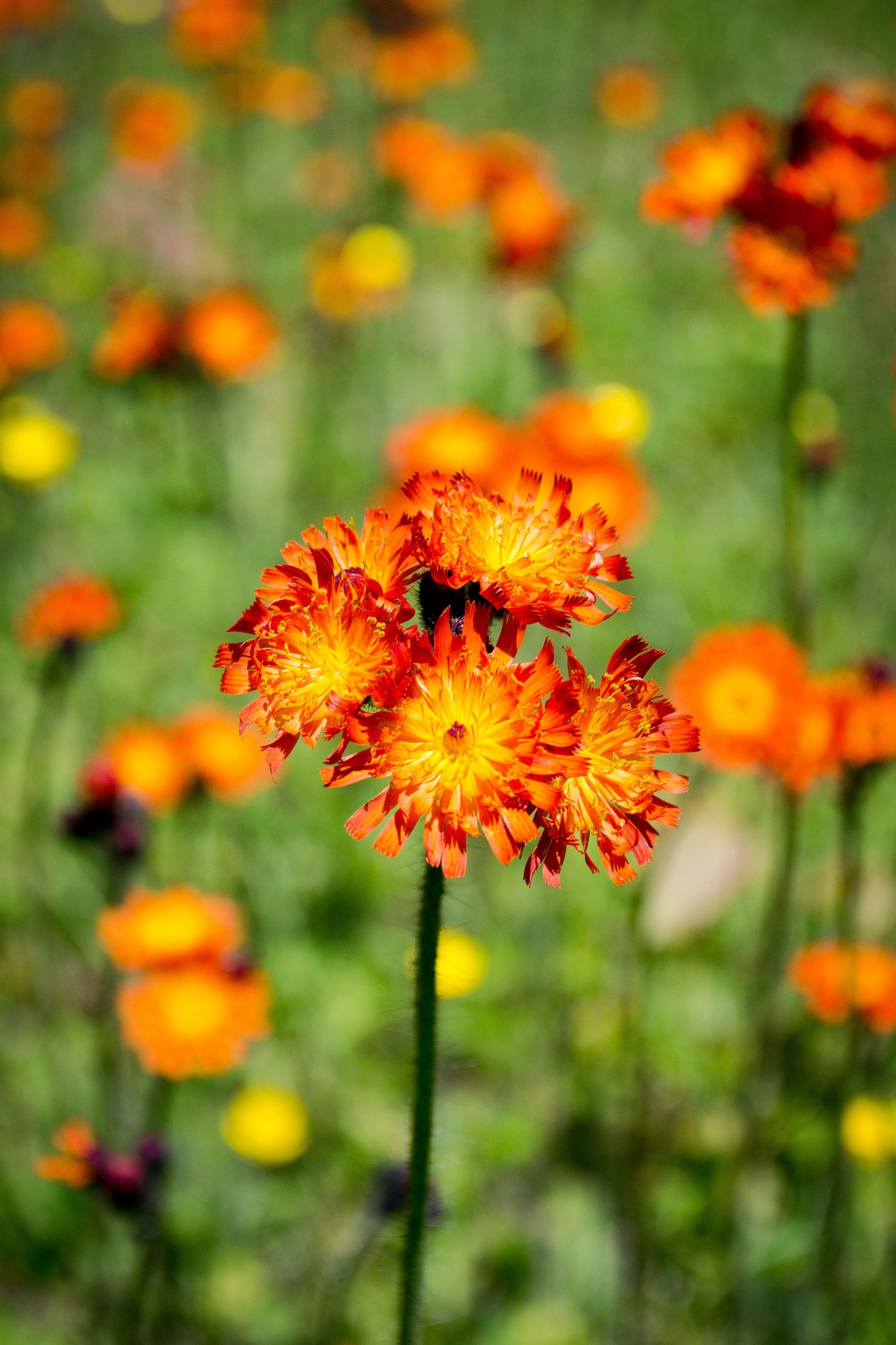 Photo of a flower.