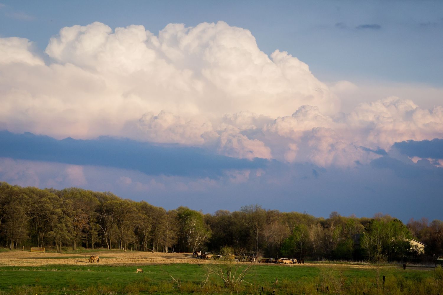 Photo of a storm over horses in a field.