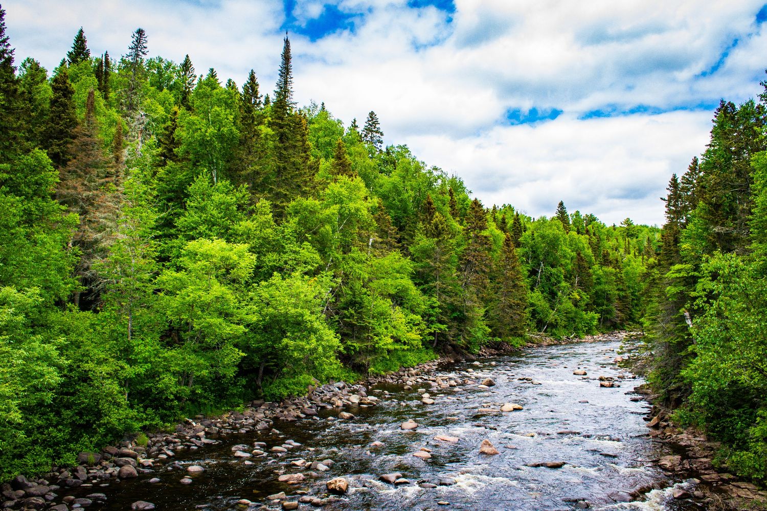 Photo of a river through a forest.