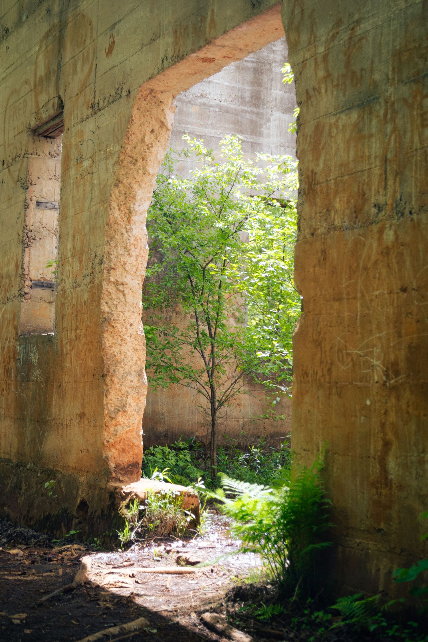Photo of a tree in an abandoned structure.