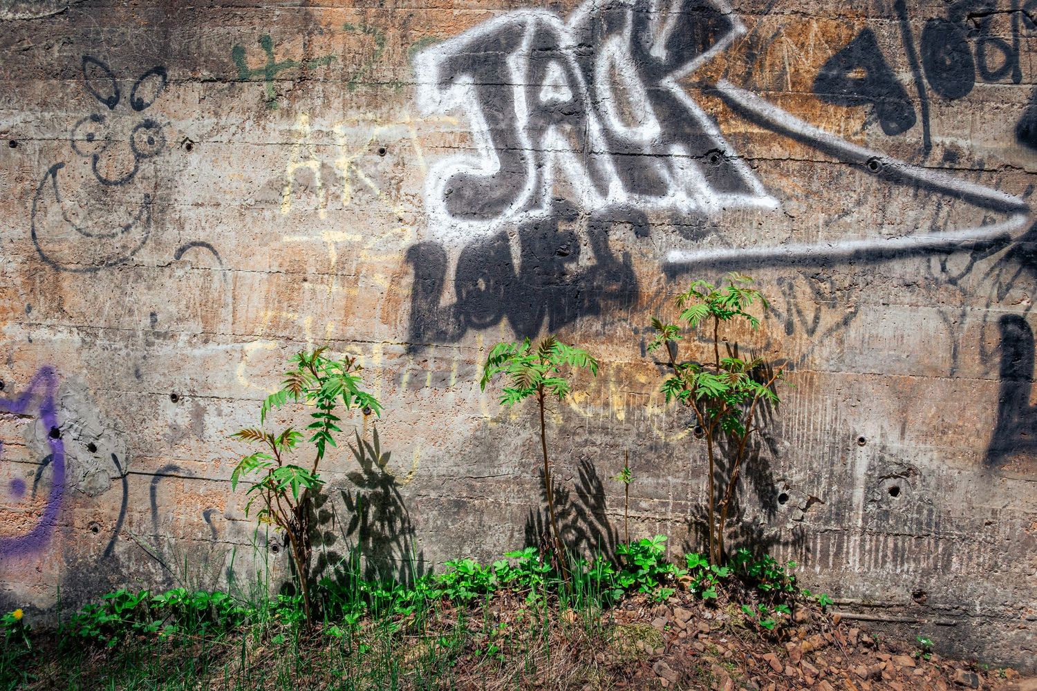 Photo of three plants against a concrete wall with graffiti.