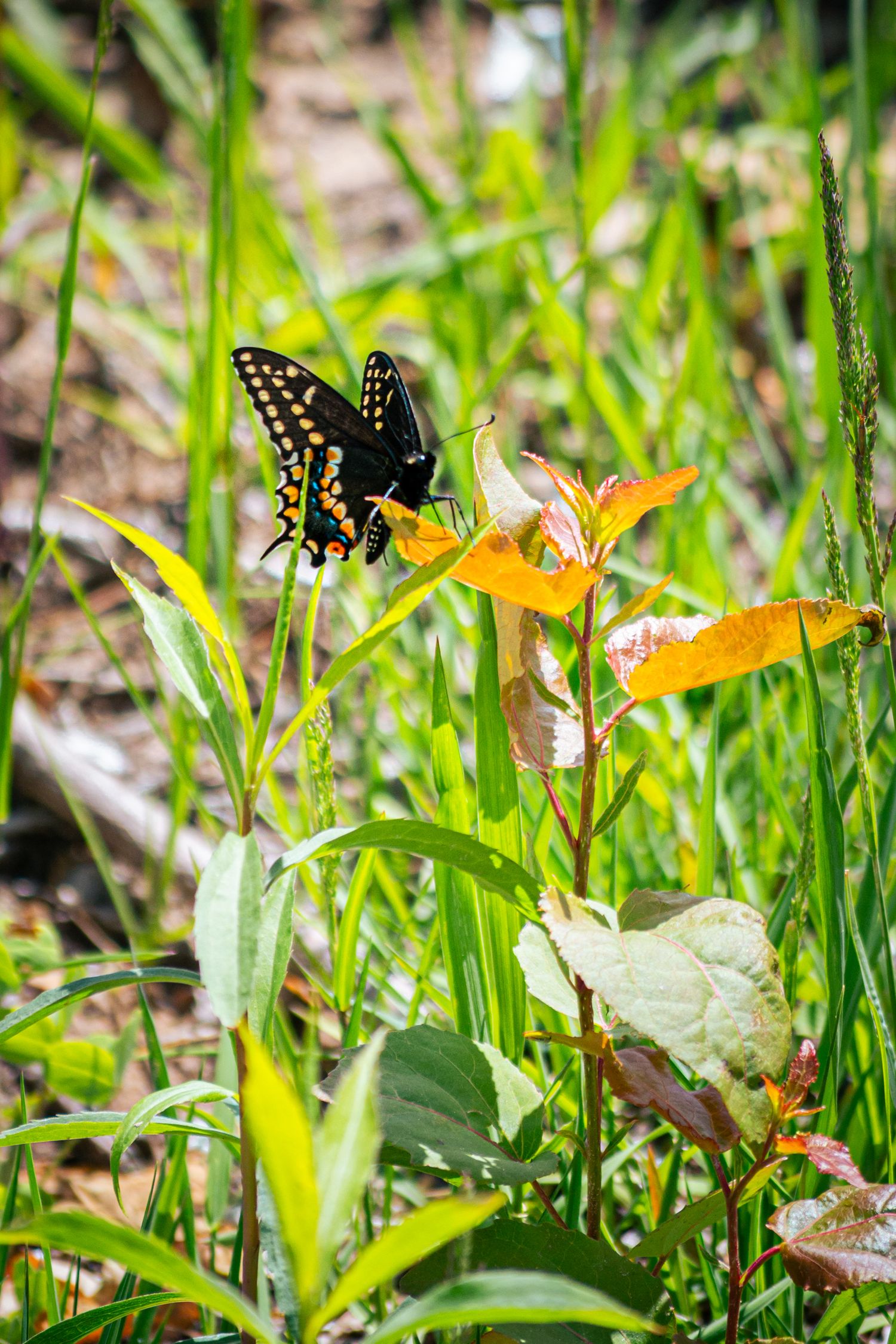 Photo of a butterfly on a plant.