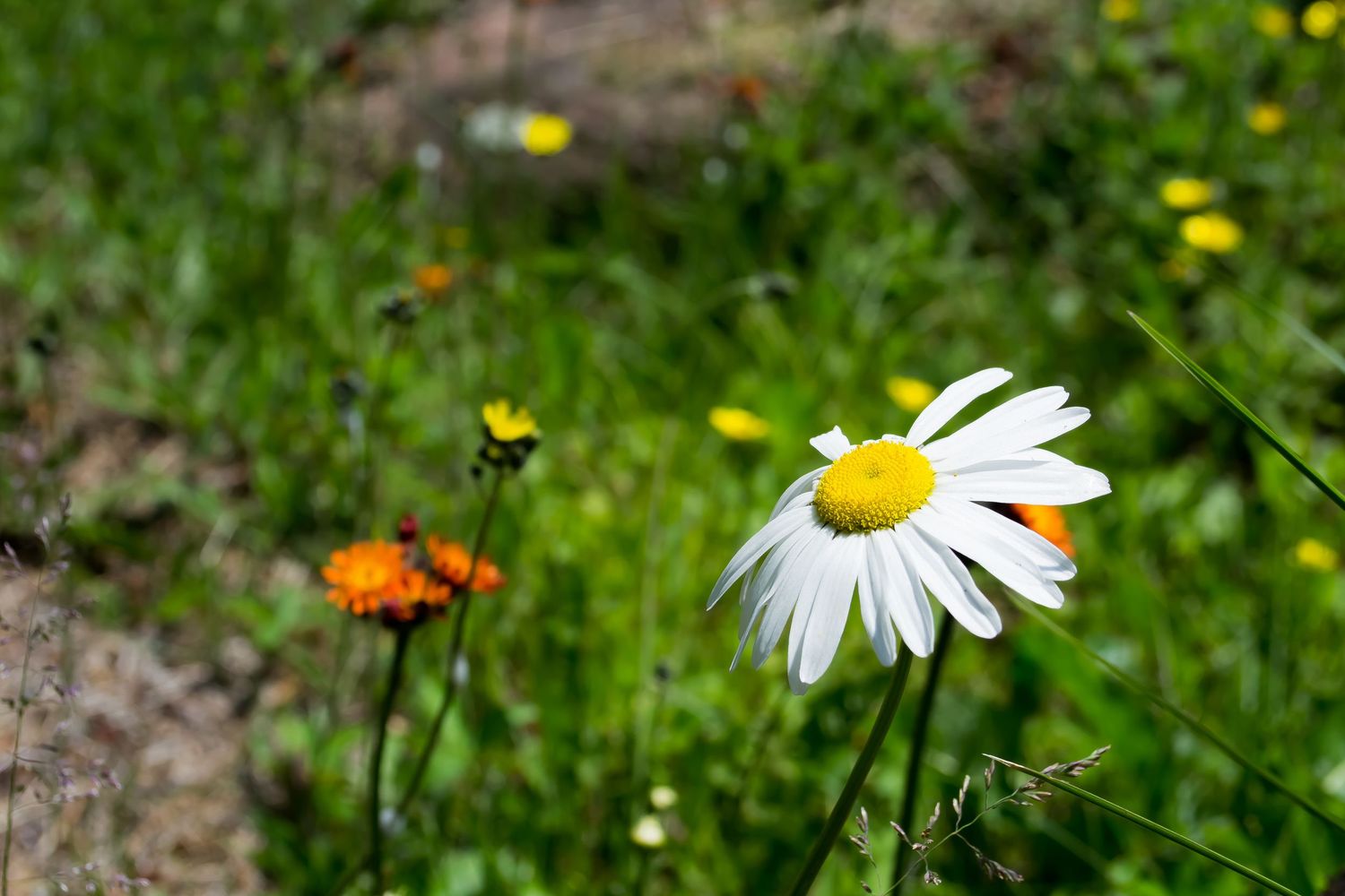 Photo of a daisy with other flowers in the background.