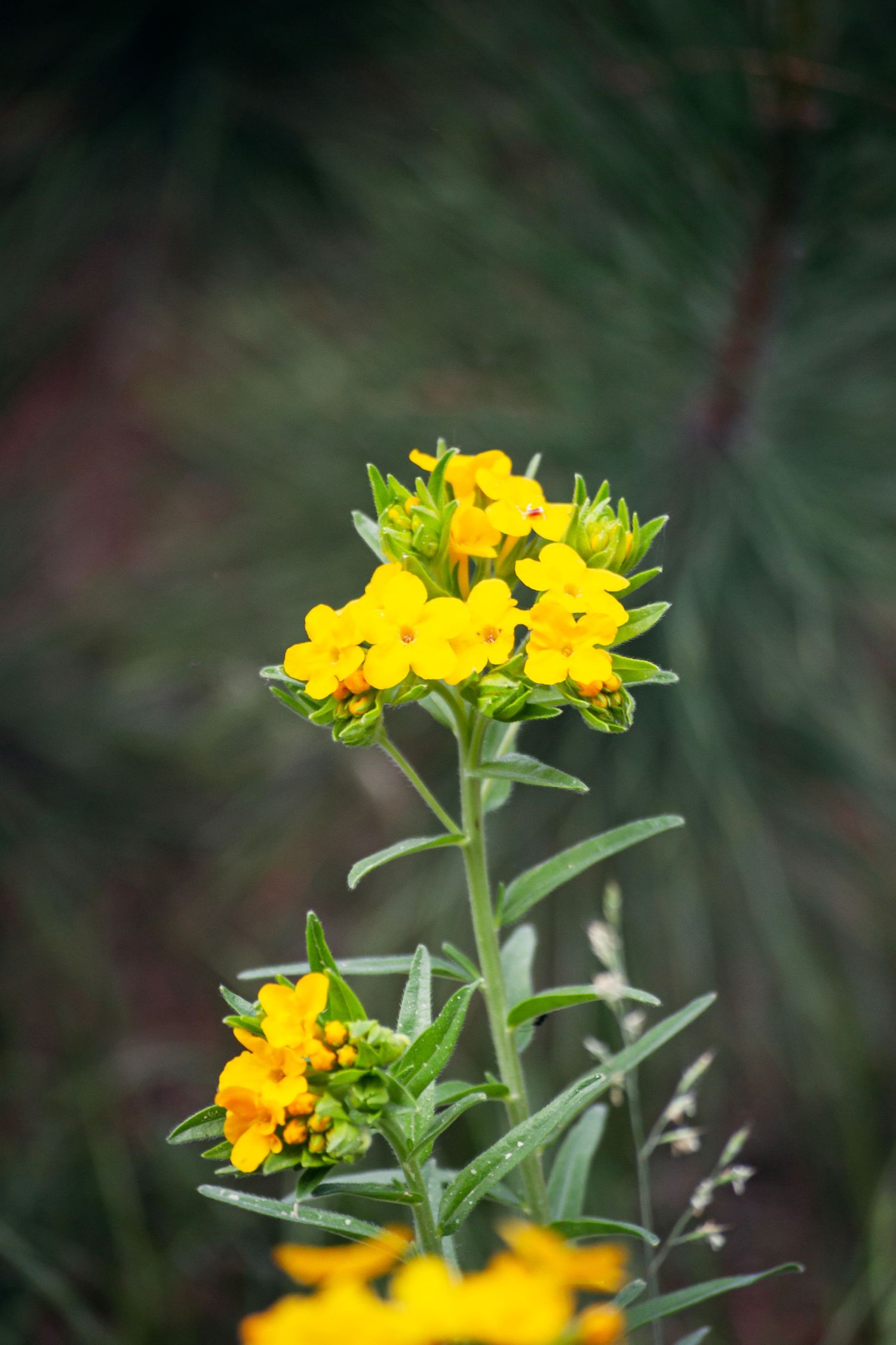 Photo of a flower.