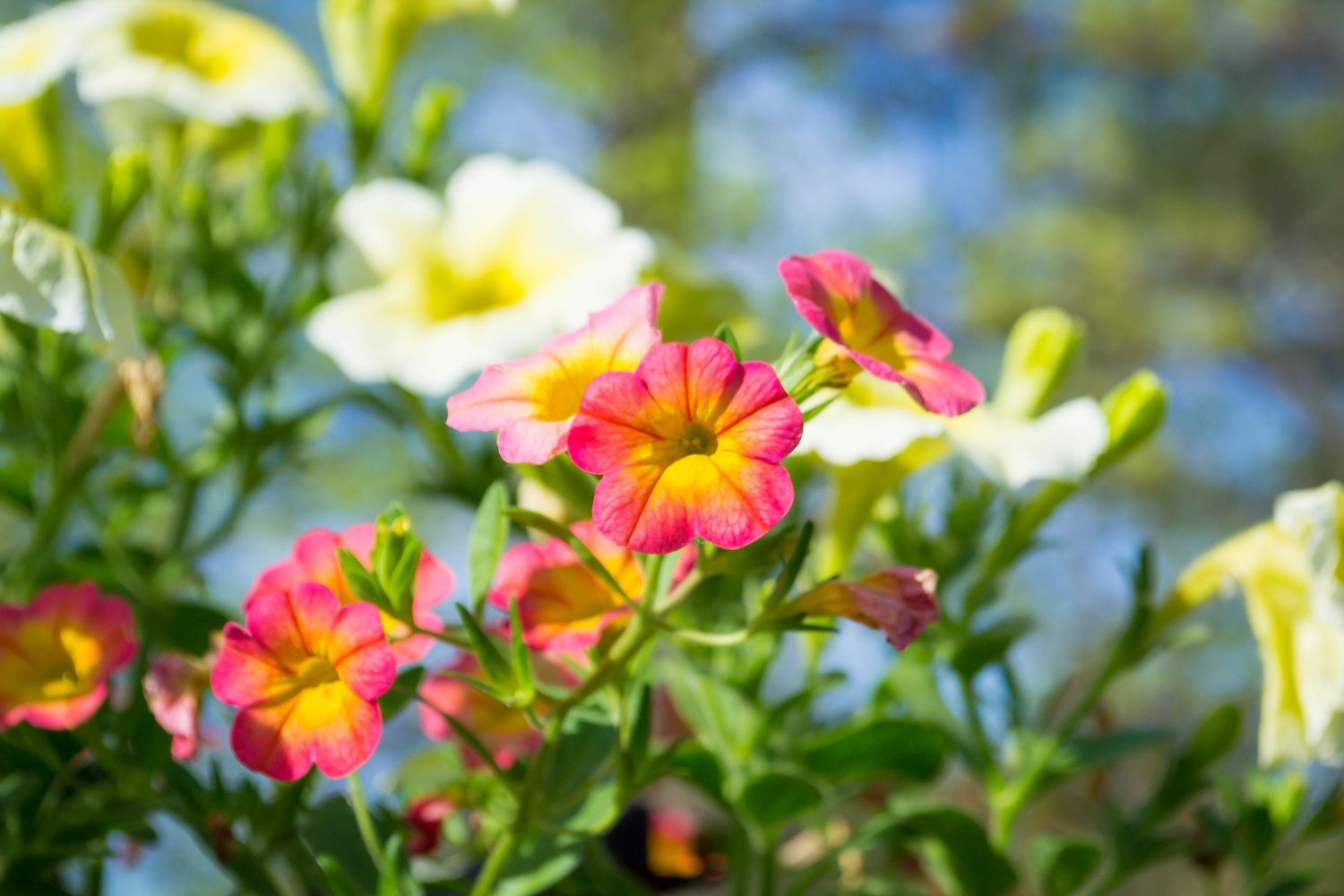 Photo of flowers.