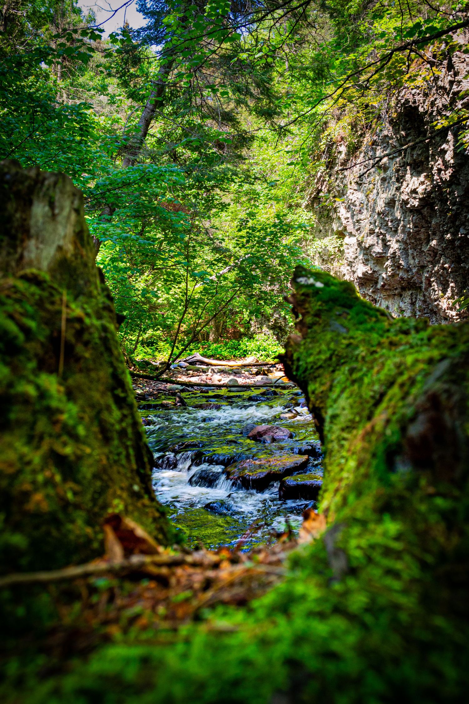 Photo of a river framed by a downed tree.