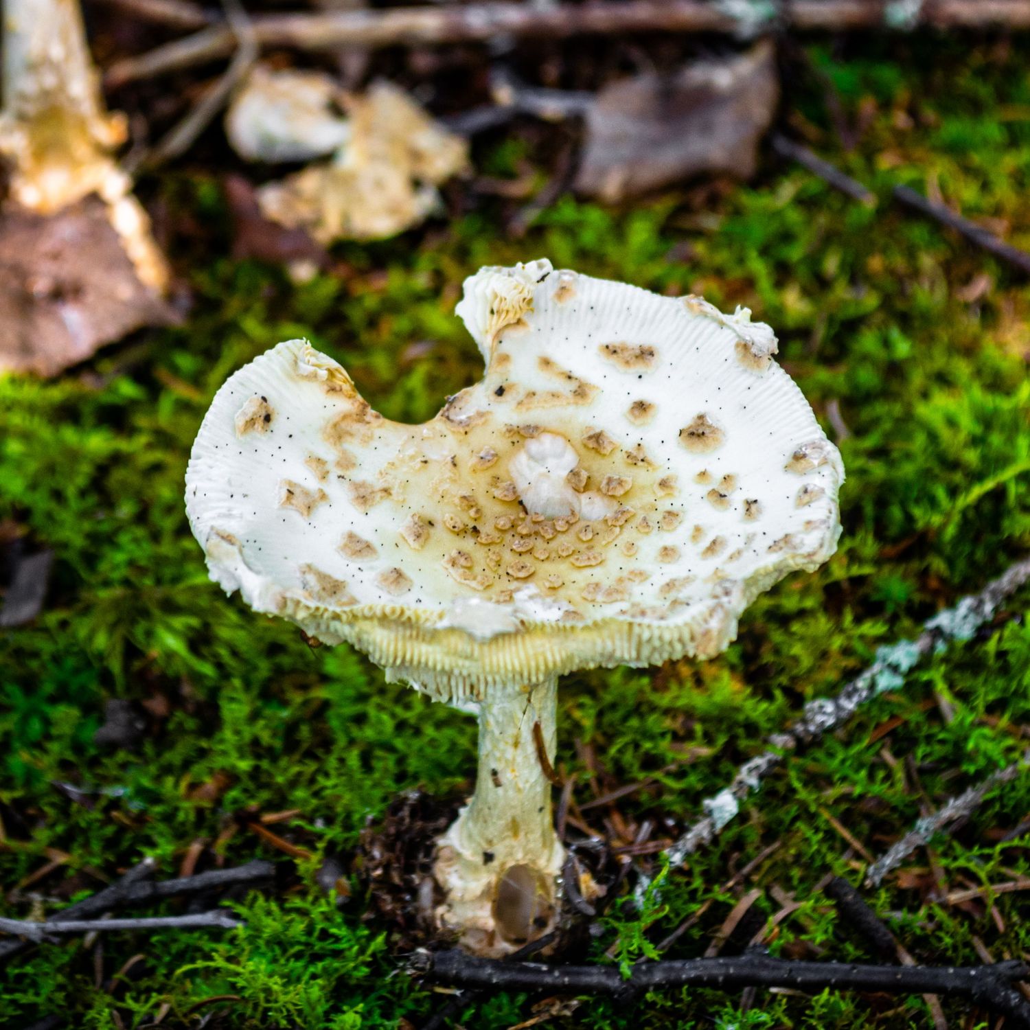 Photo of a mushroom.