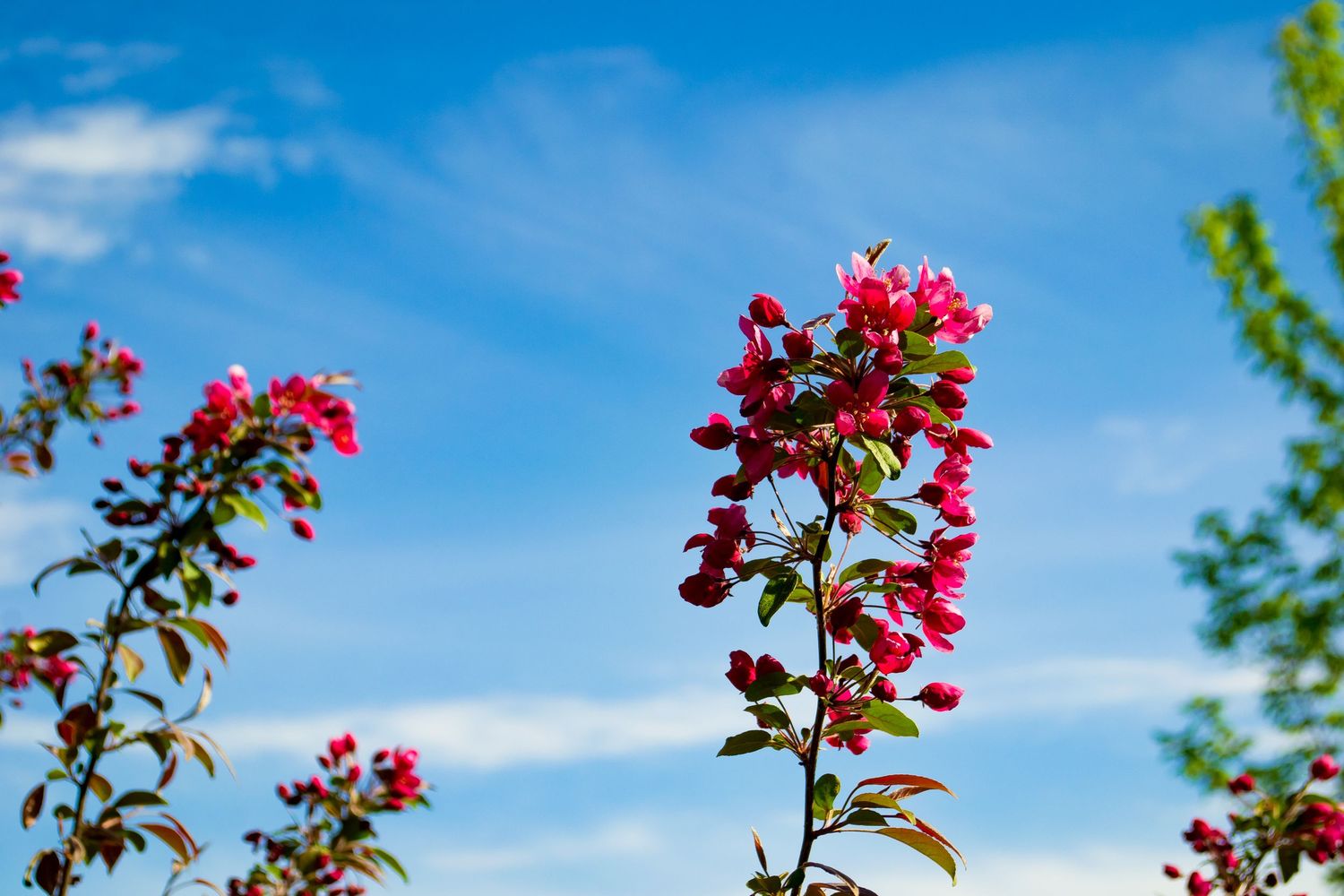 Photo of a flower.