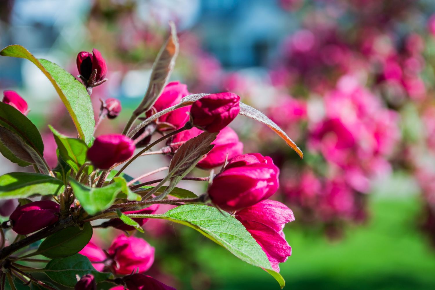 Photo of a flower.