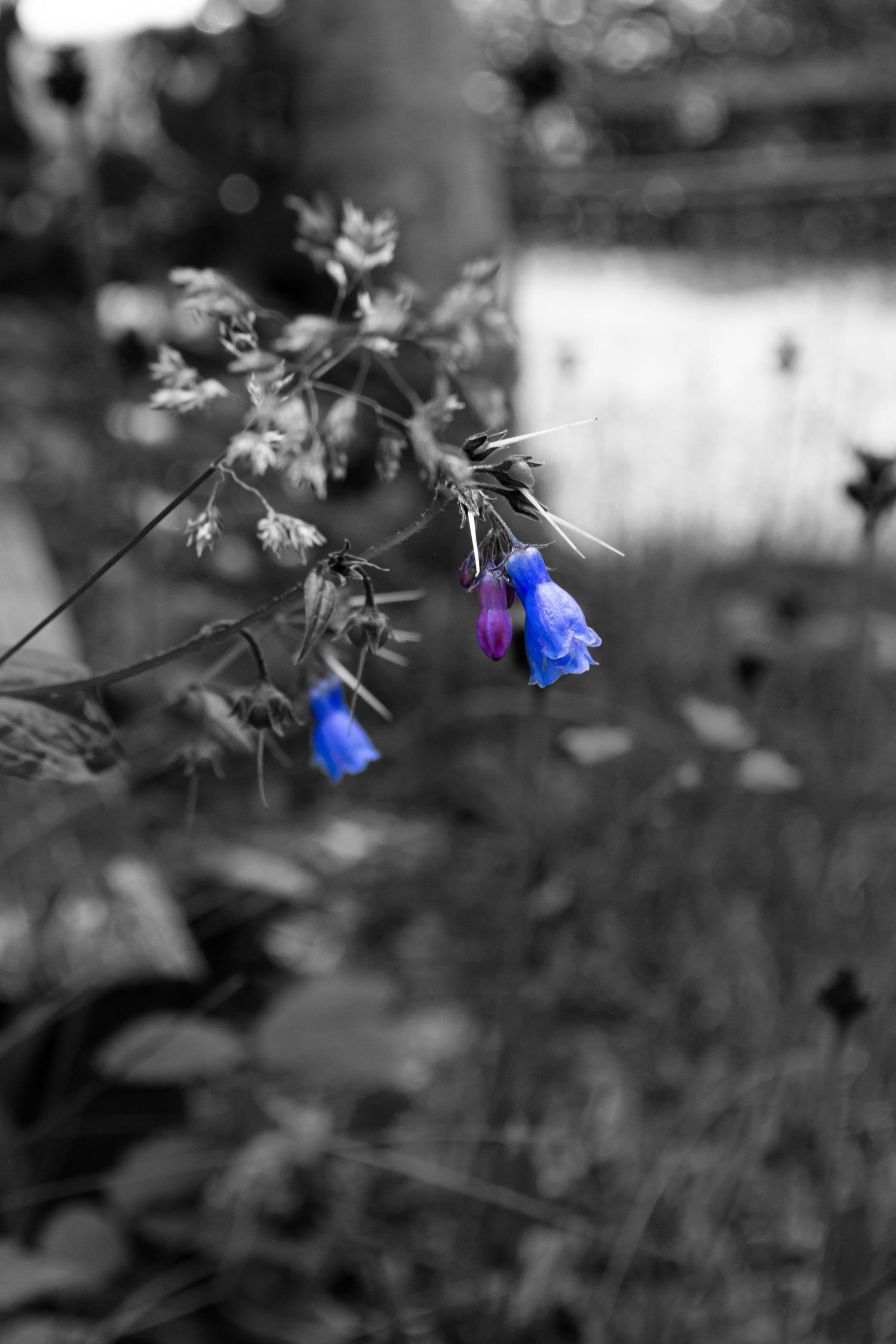 Black and white photo of bluish purple flowers.