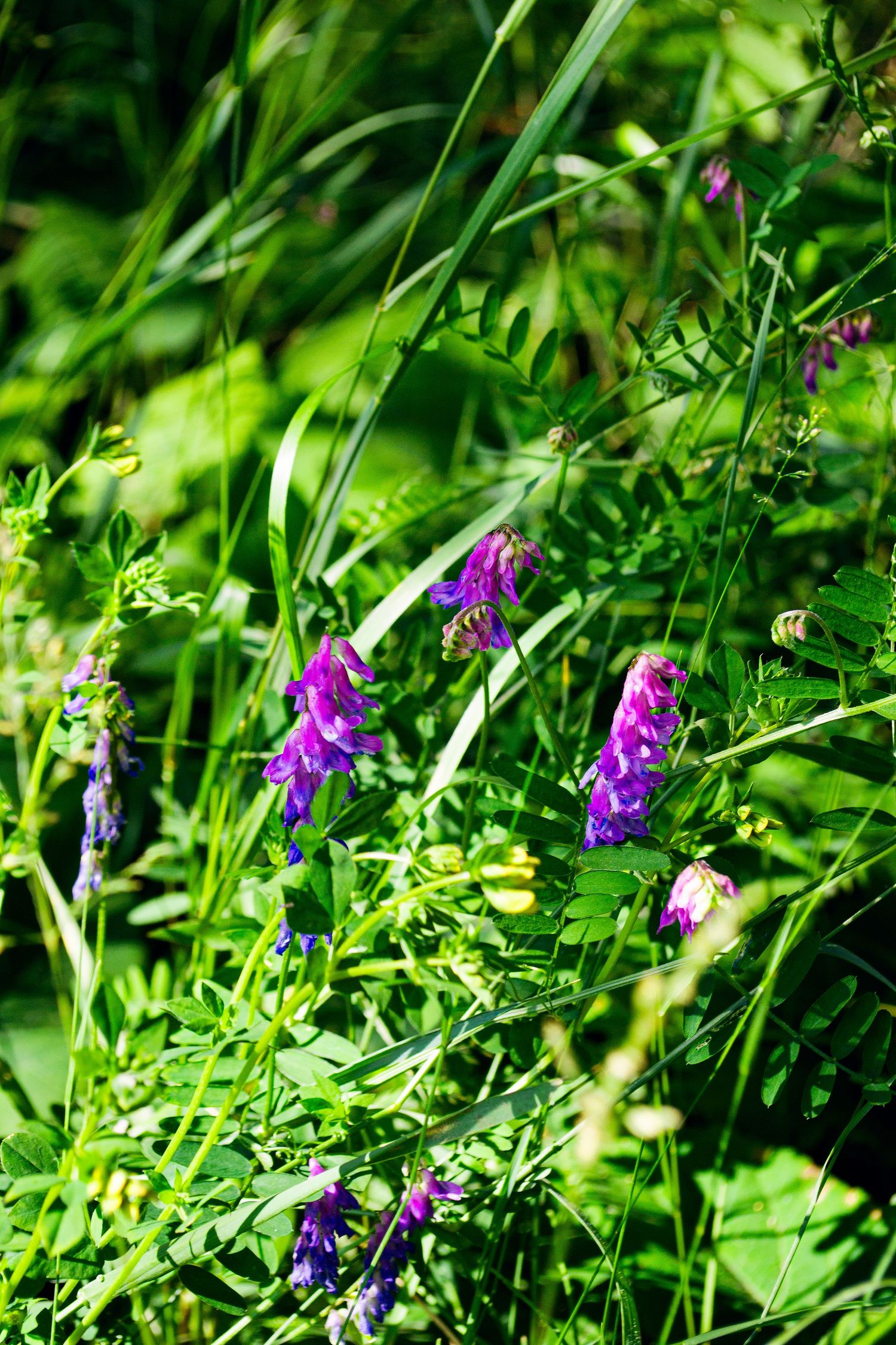 Photo of a flower.