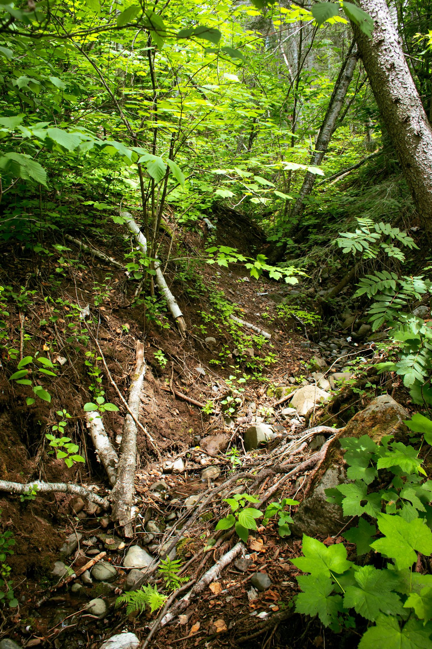 Photo of a runoff trail in a forest.