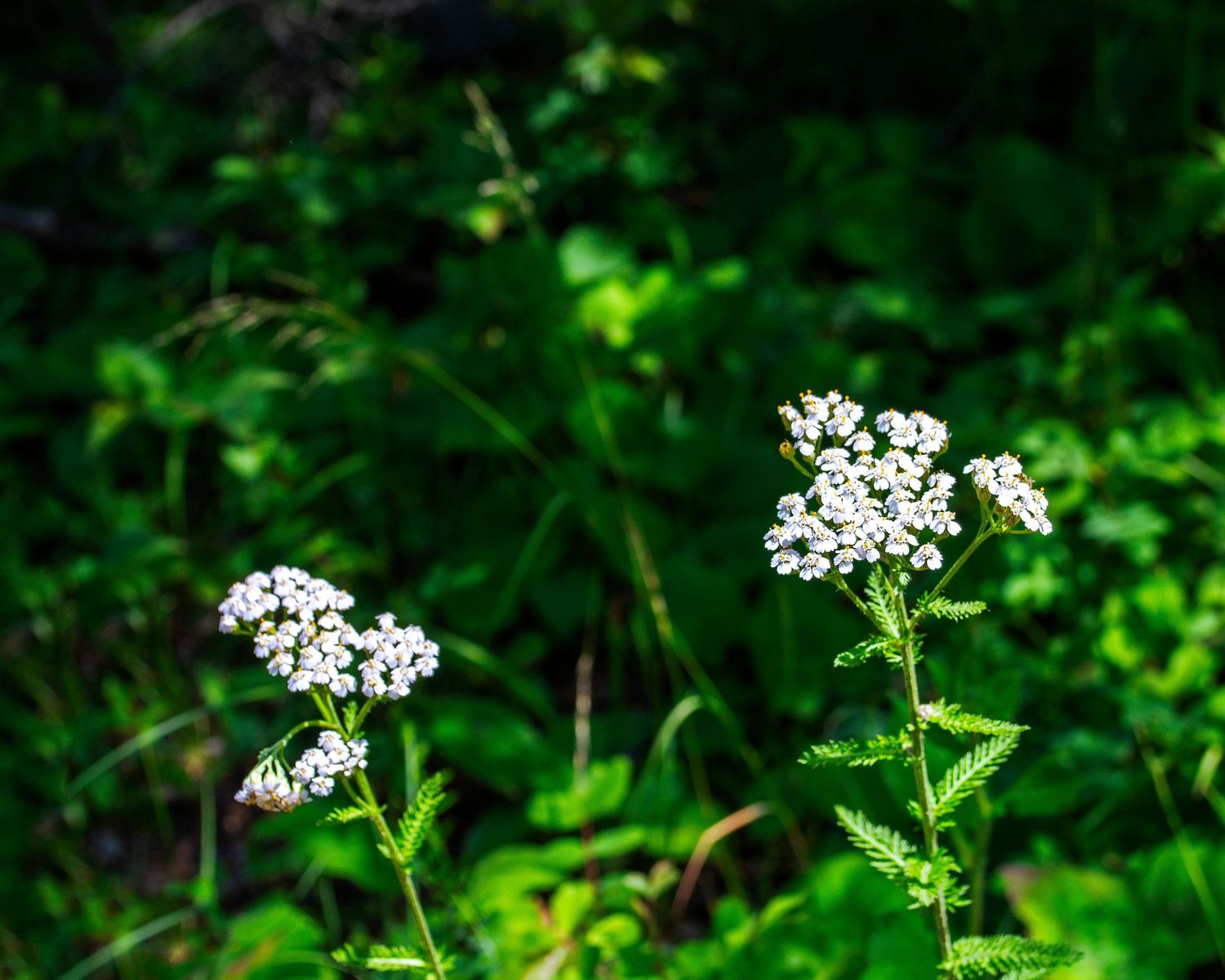 Photo of two flowers.