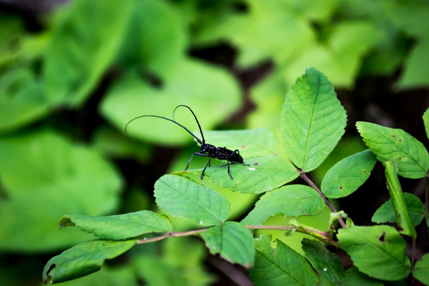 Photo of a bug on a leaf.