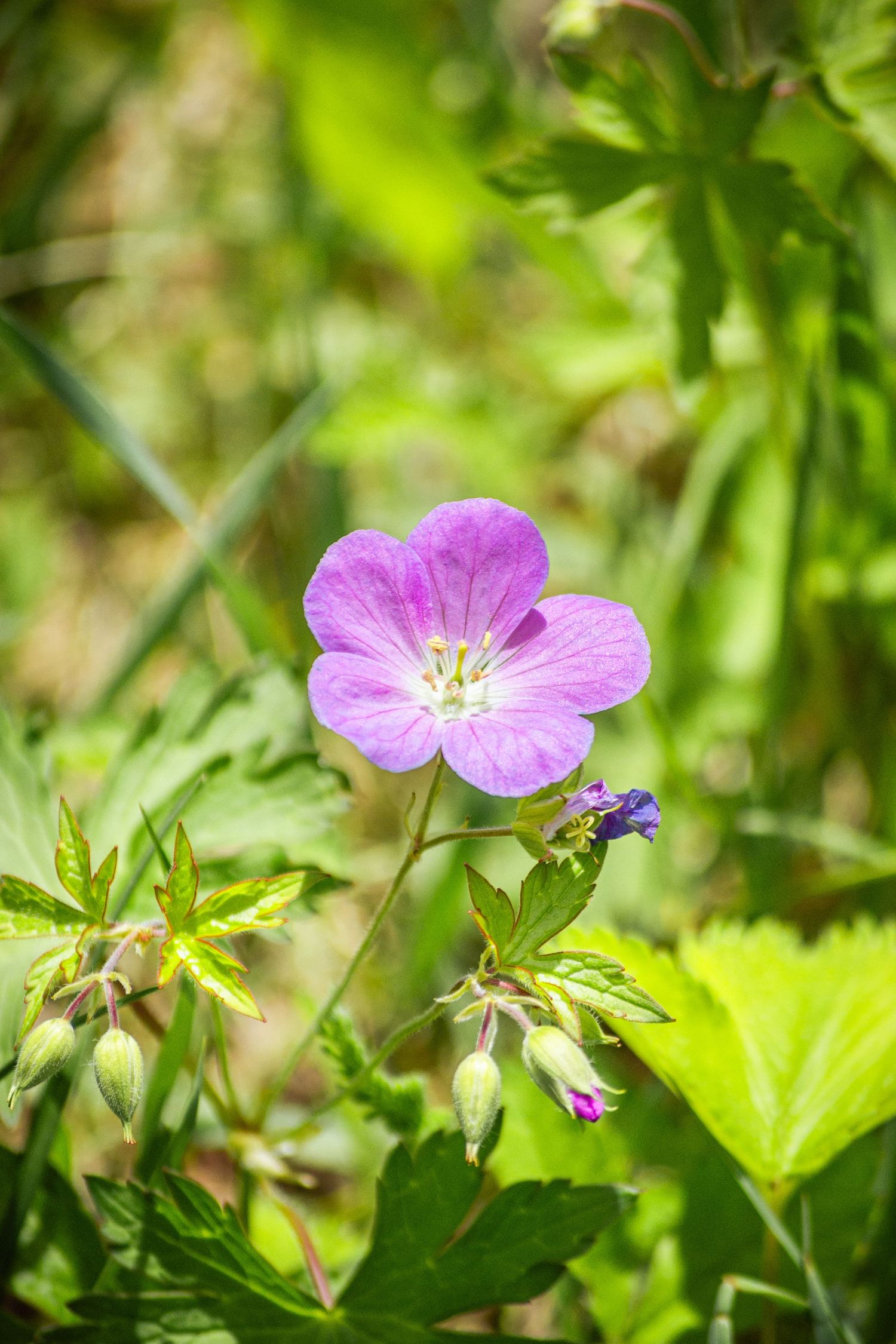 Photo of a flower.