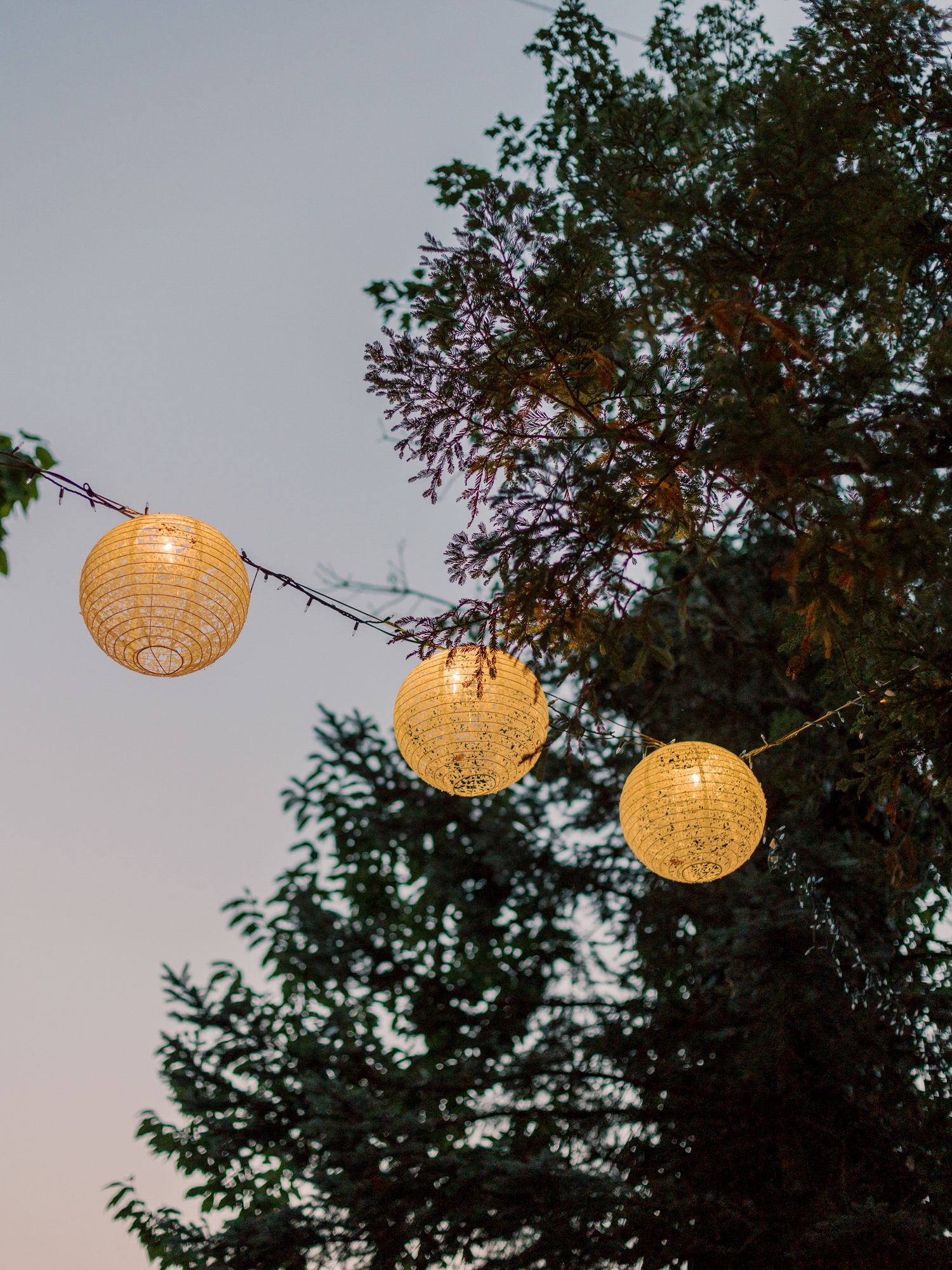 Three illuminated paper lanterns hanging from tree branches at dusk at Vine Hill House in Sebastopol.