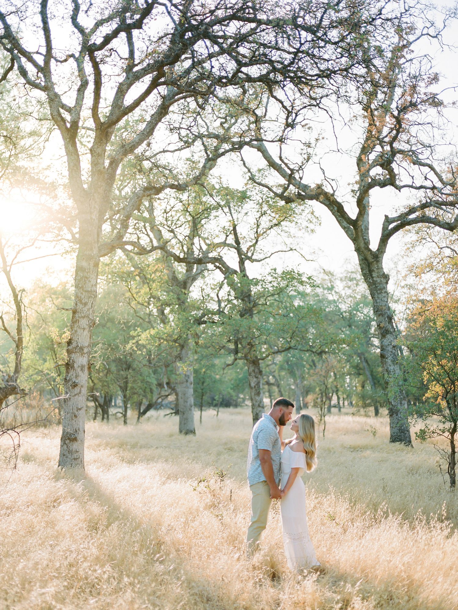 Romantic outdoor photo in a sun-drenched field with oak trees in Napa.
