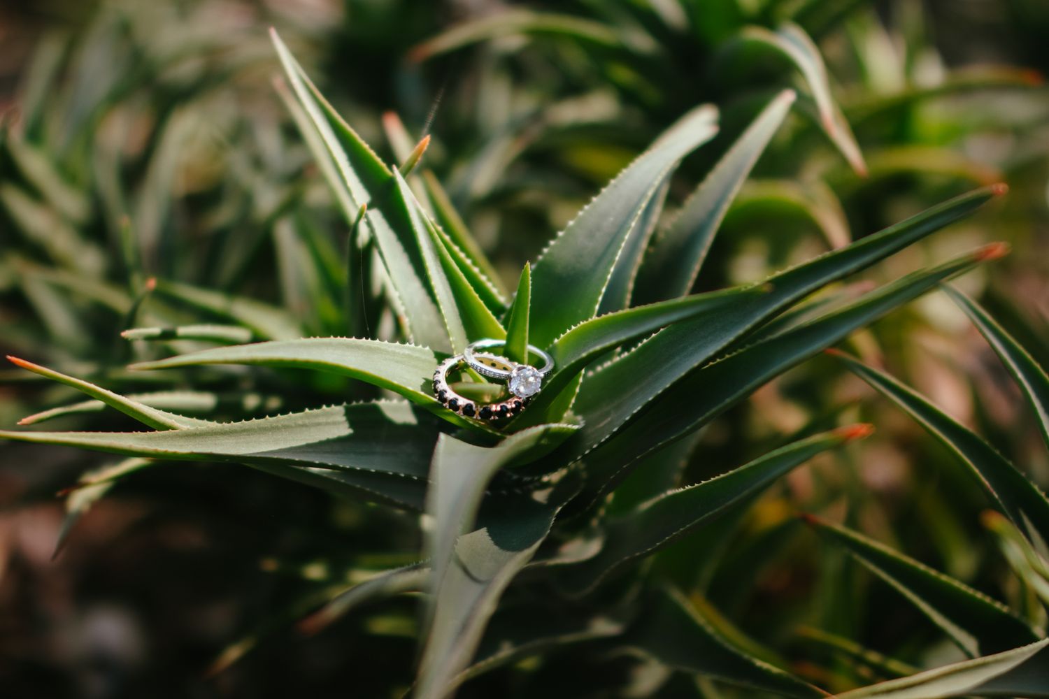 Close-up of wedding rings resting delicately on spiky green succulent plant leaves outdoors.