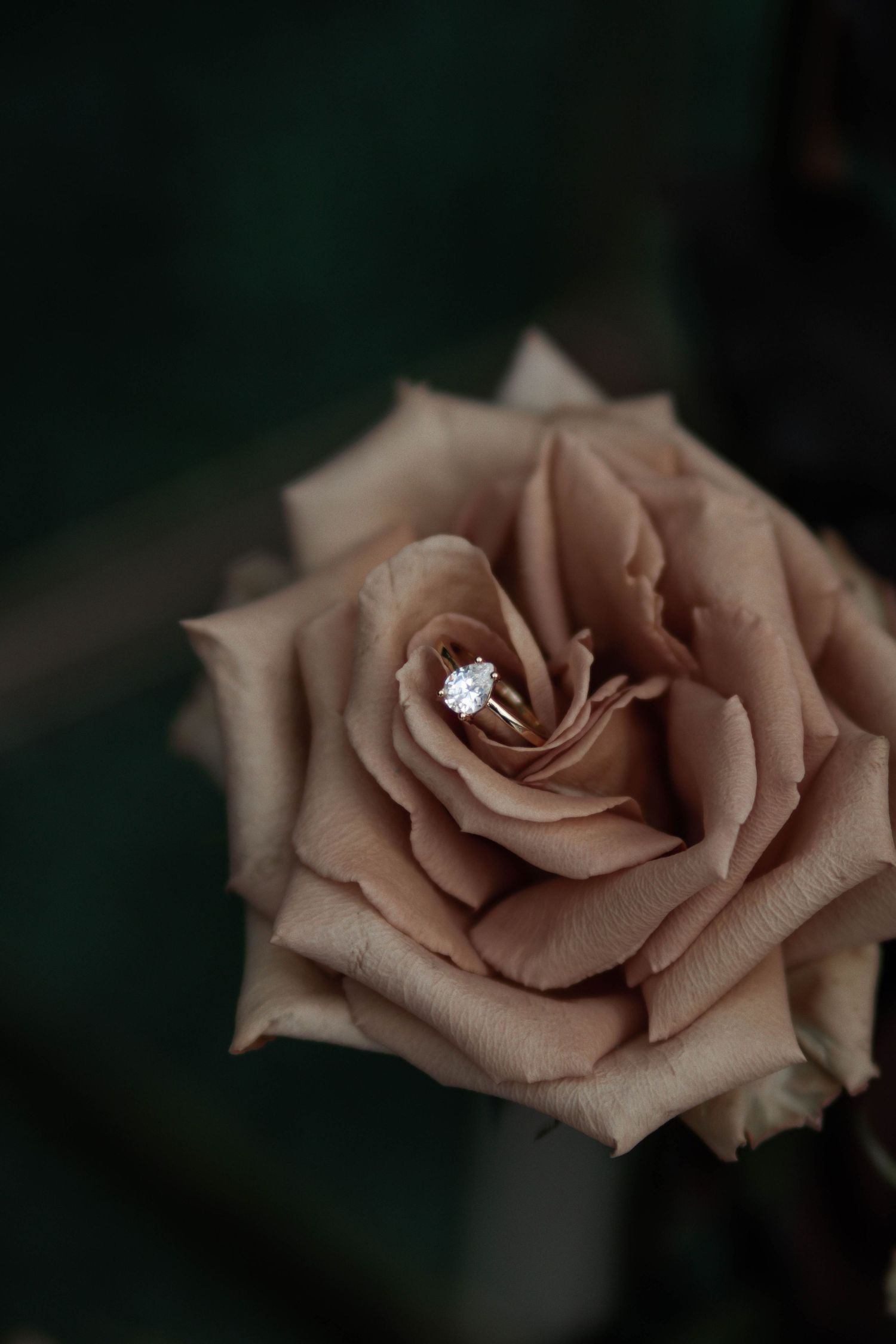 Diamond solitaire engagement ring nestled in the center of a blooming dusty rose-colored rose with dark green background.