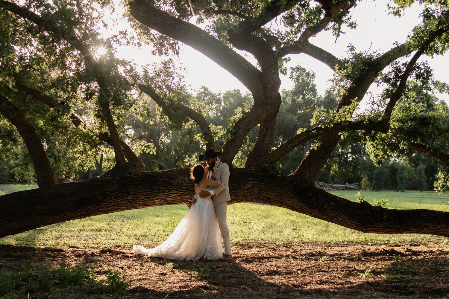 Bride and groom sharing a romantic kiss beneath sweeping oak tree branches in golden sunlight.
