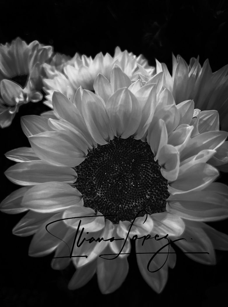 Sunflower at night