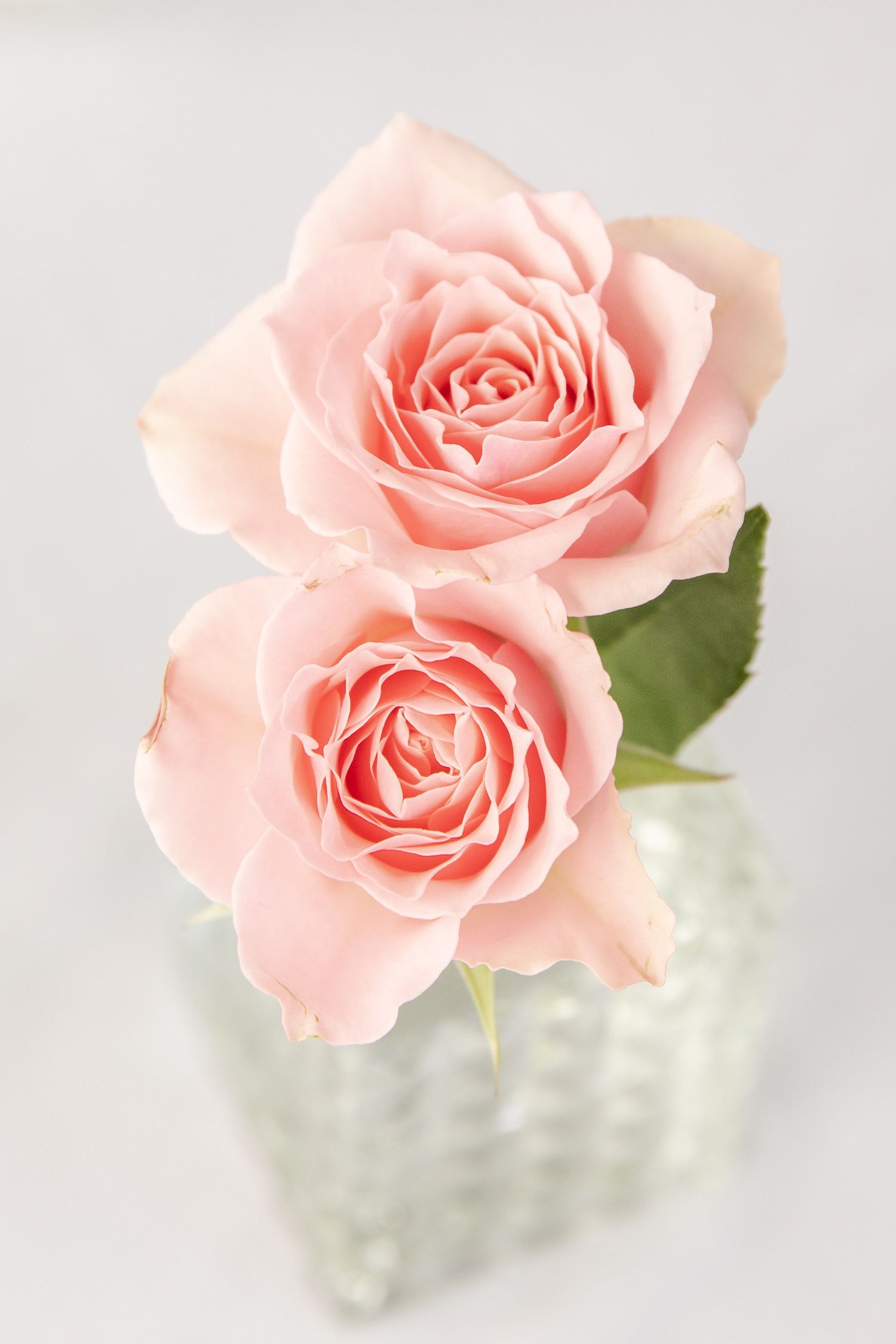 Two pink roses in a jar.
