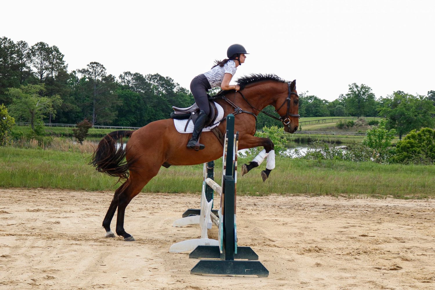 Equestrian rider on bay horse jumping over white fence obstacle in sandy outdoor arena with green trees background.