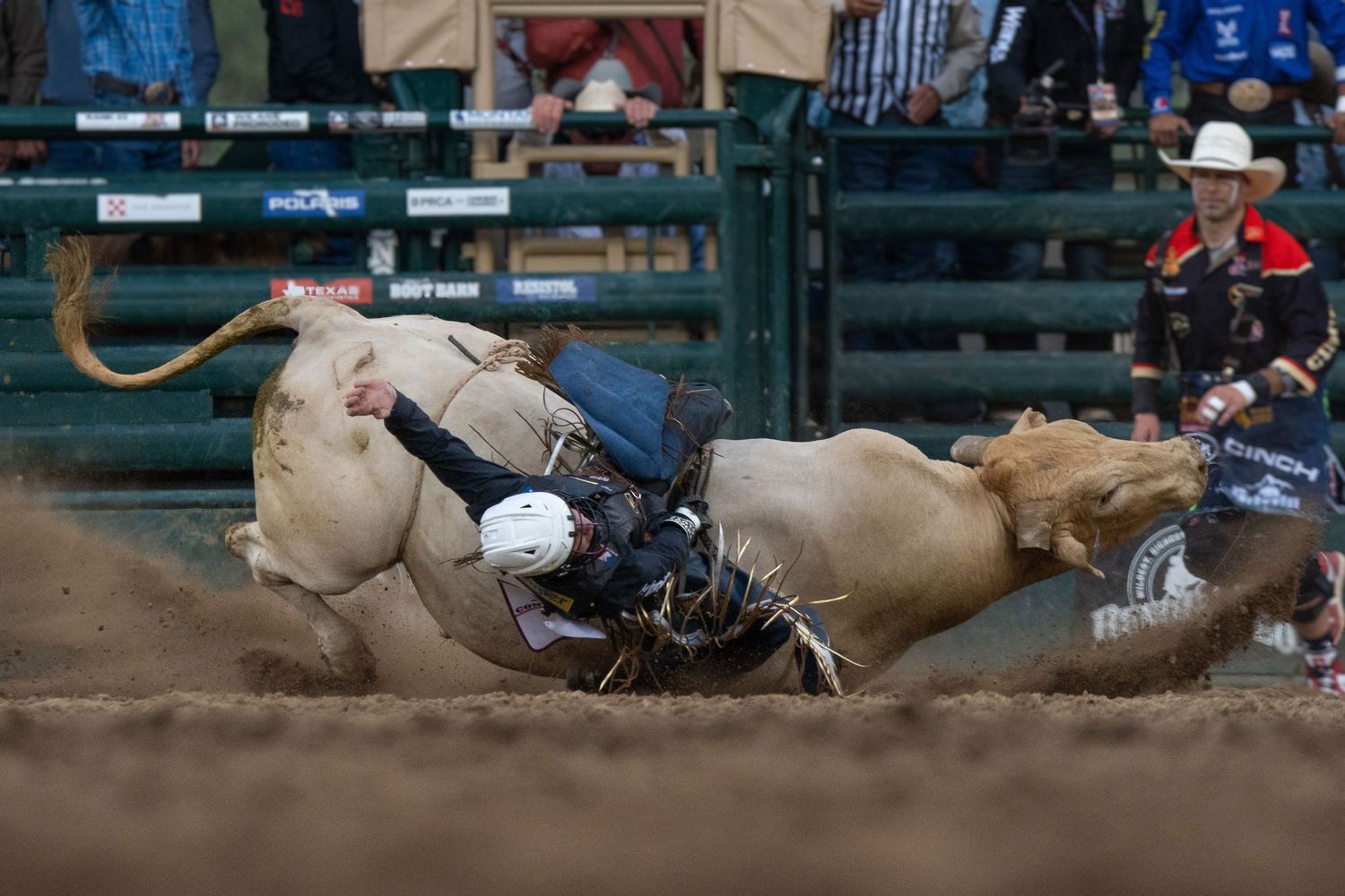 A bull falls as its rider holds on during the Reno Rodeo, Reno, Nevada, 2026.