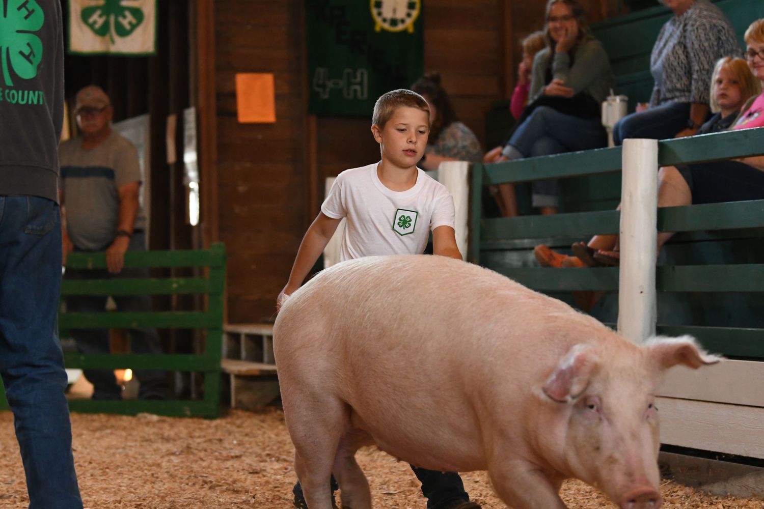 A young exhibitor shows a large pink pig in a livestock arena at a county fair or agricultural show.