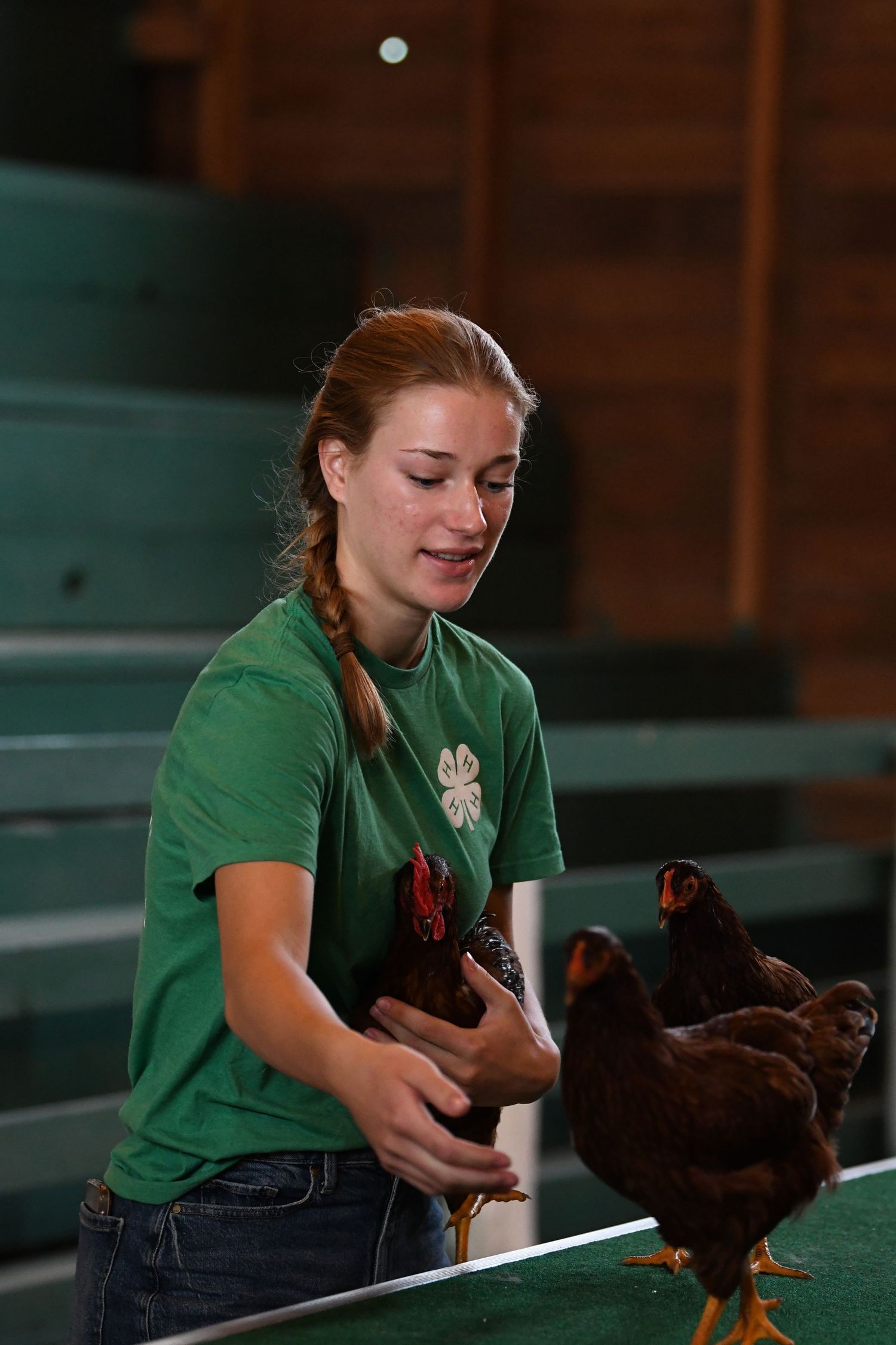 A person in a green shirt interacts with a brown chicken on a wooden bench.