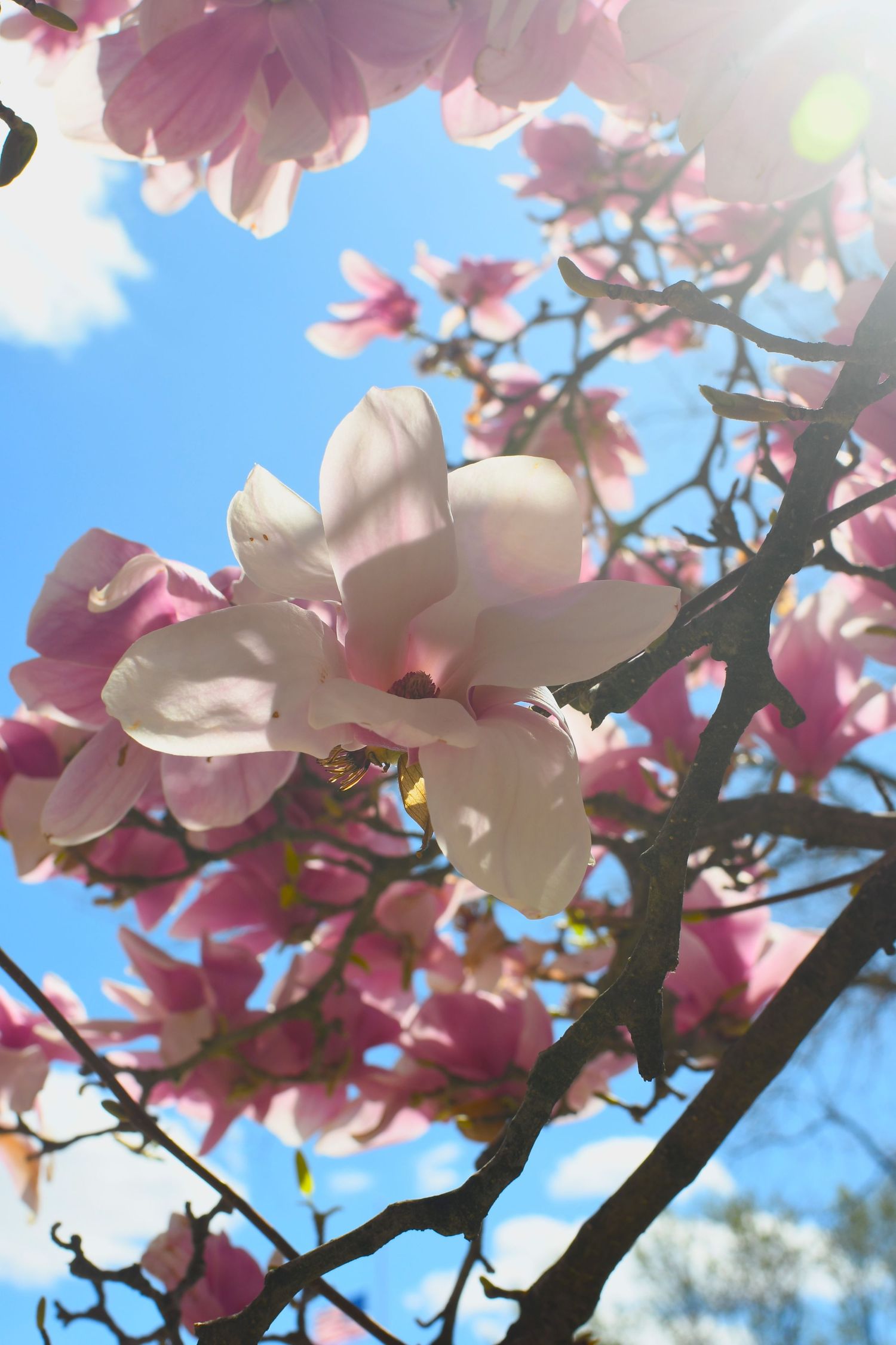 Pink magnolia blossoms frame a bright blue sky with sunlight streaming through.