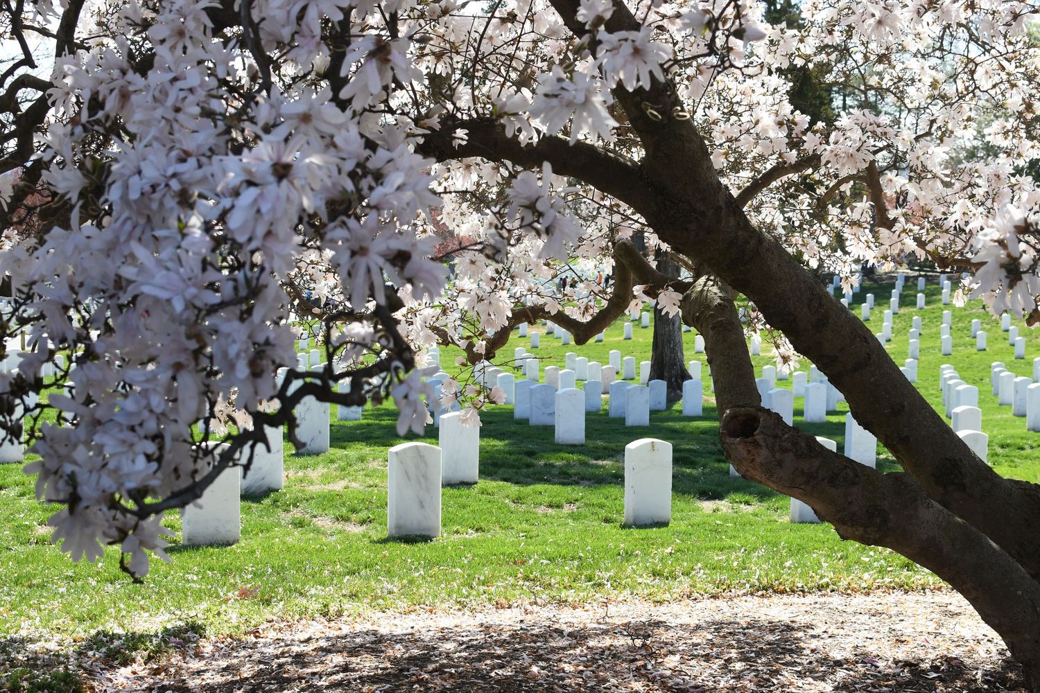 Cherry blossoms bloom over white headstones at Arlington National Cemetery on a spring day.