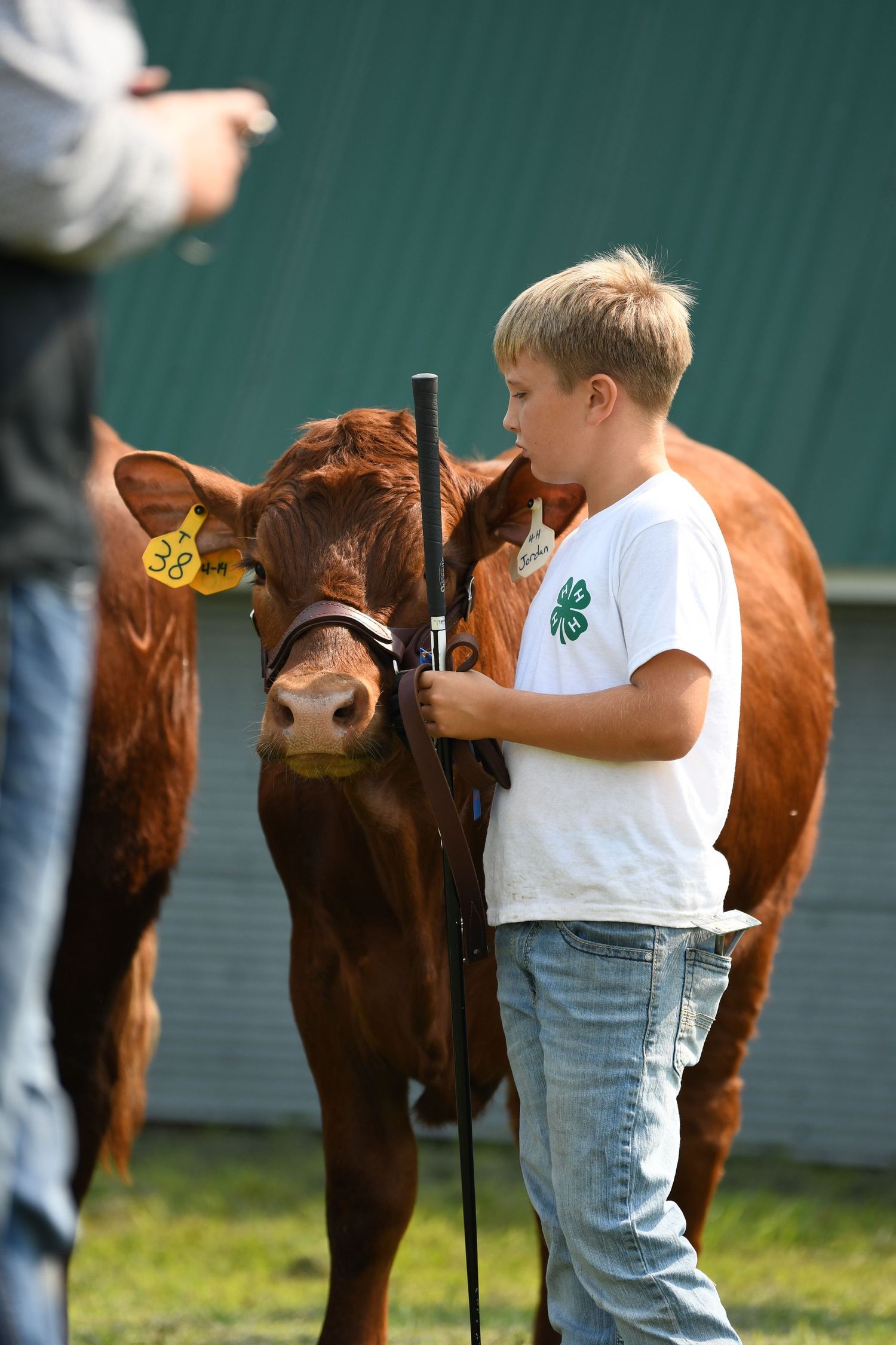 Young 4-H member in white shirt and jeans brushes and grooms a brown show cow outdoors.