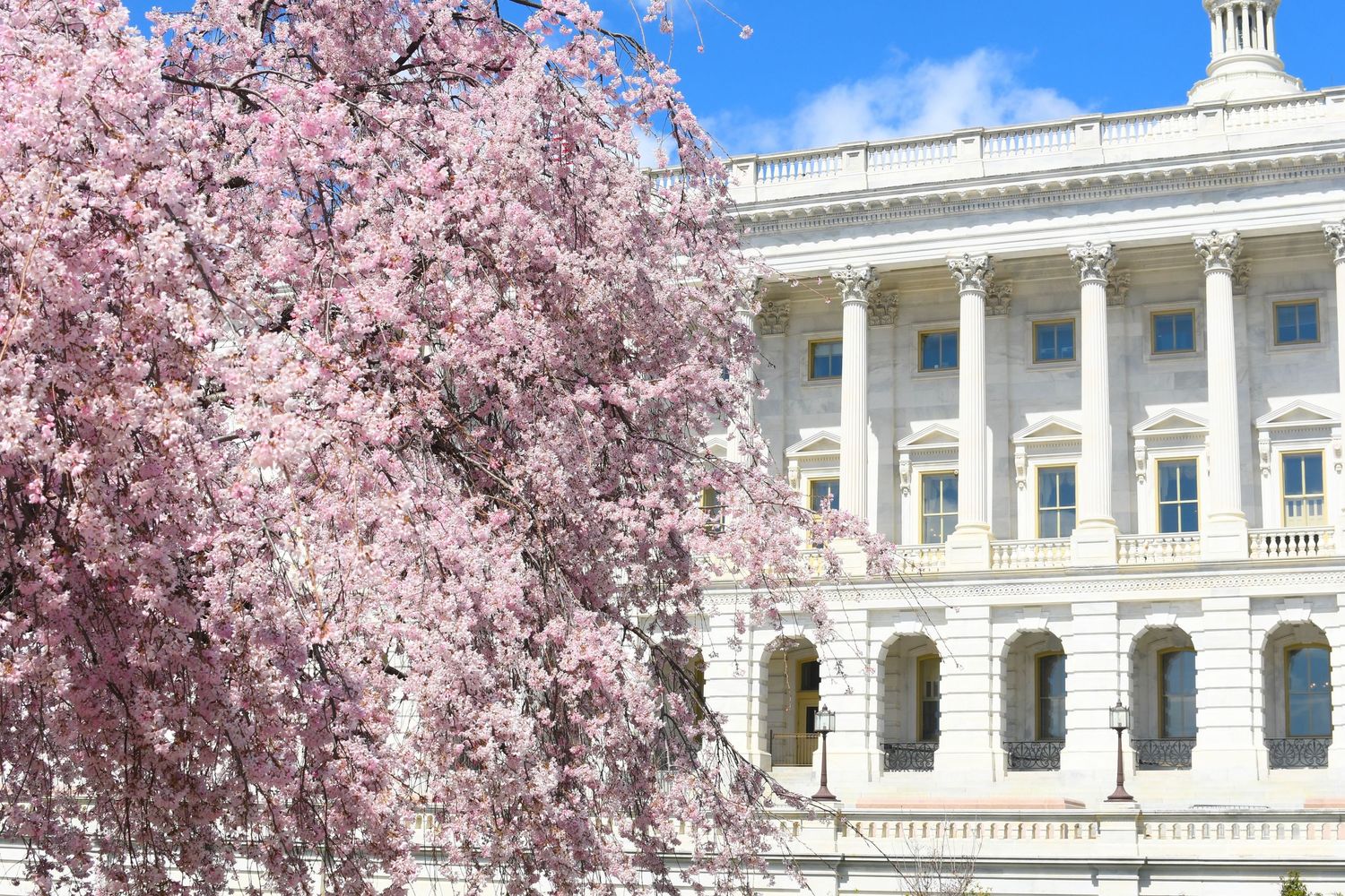 Cherry blossoms frame a classical white government building with columns.