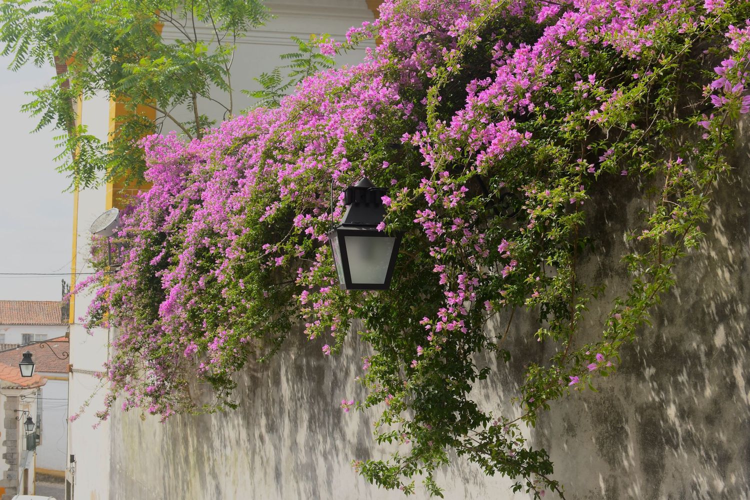 Pink bougainvillea flowers cascading over a weathered stone wall in a Mediterranean garden.